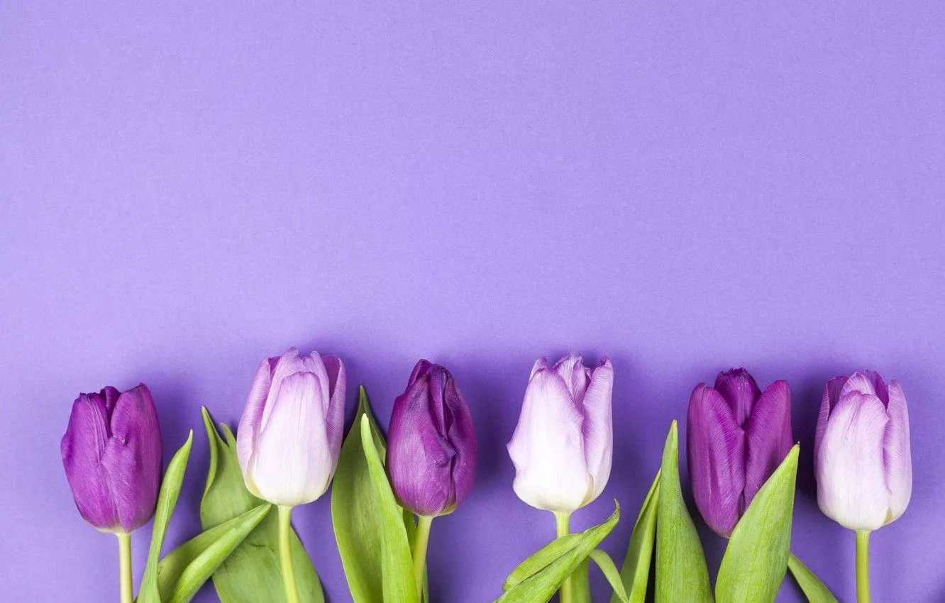 Purple Tulips Wallpaper Free