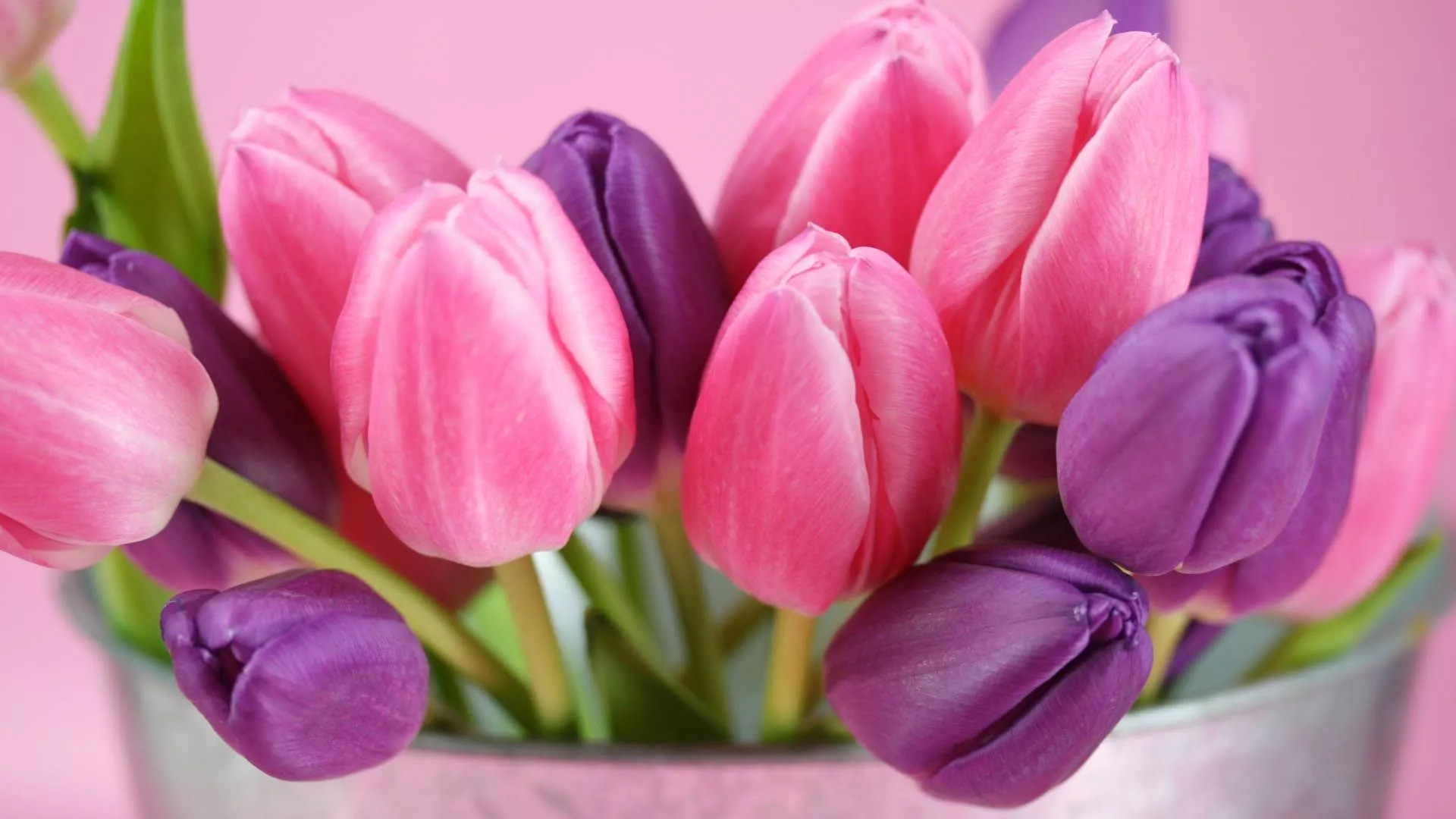 tulips, flowers, bouquet Wallpaper, HD