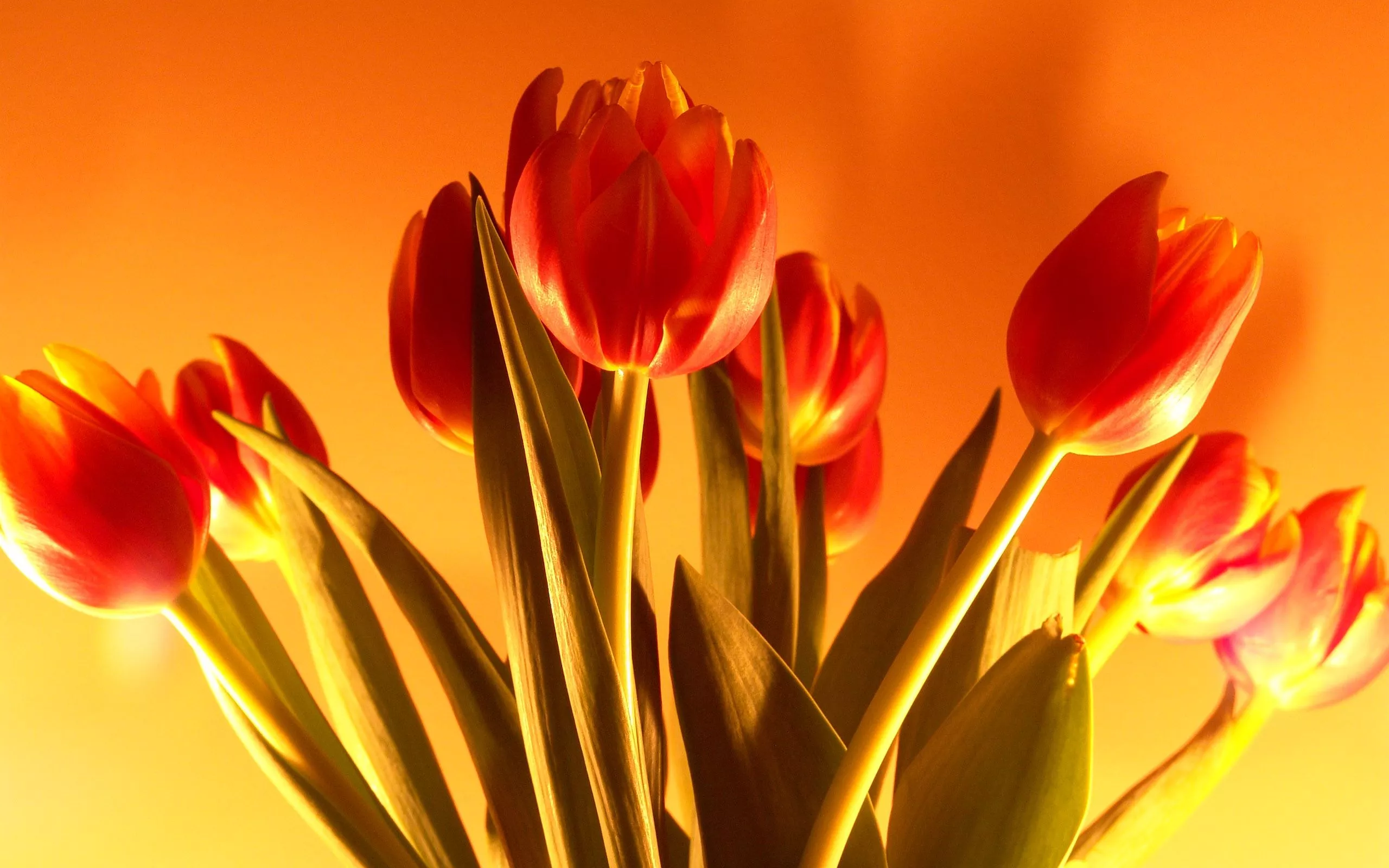 Tulip flowers Wallpaper