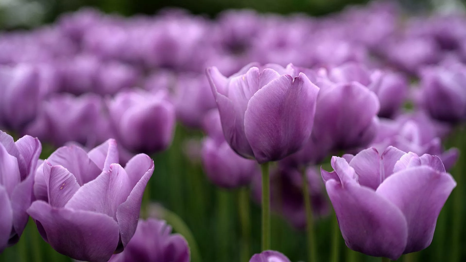 Closeup Purple Tulip Photo In A Blur