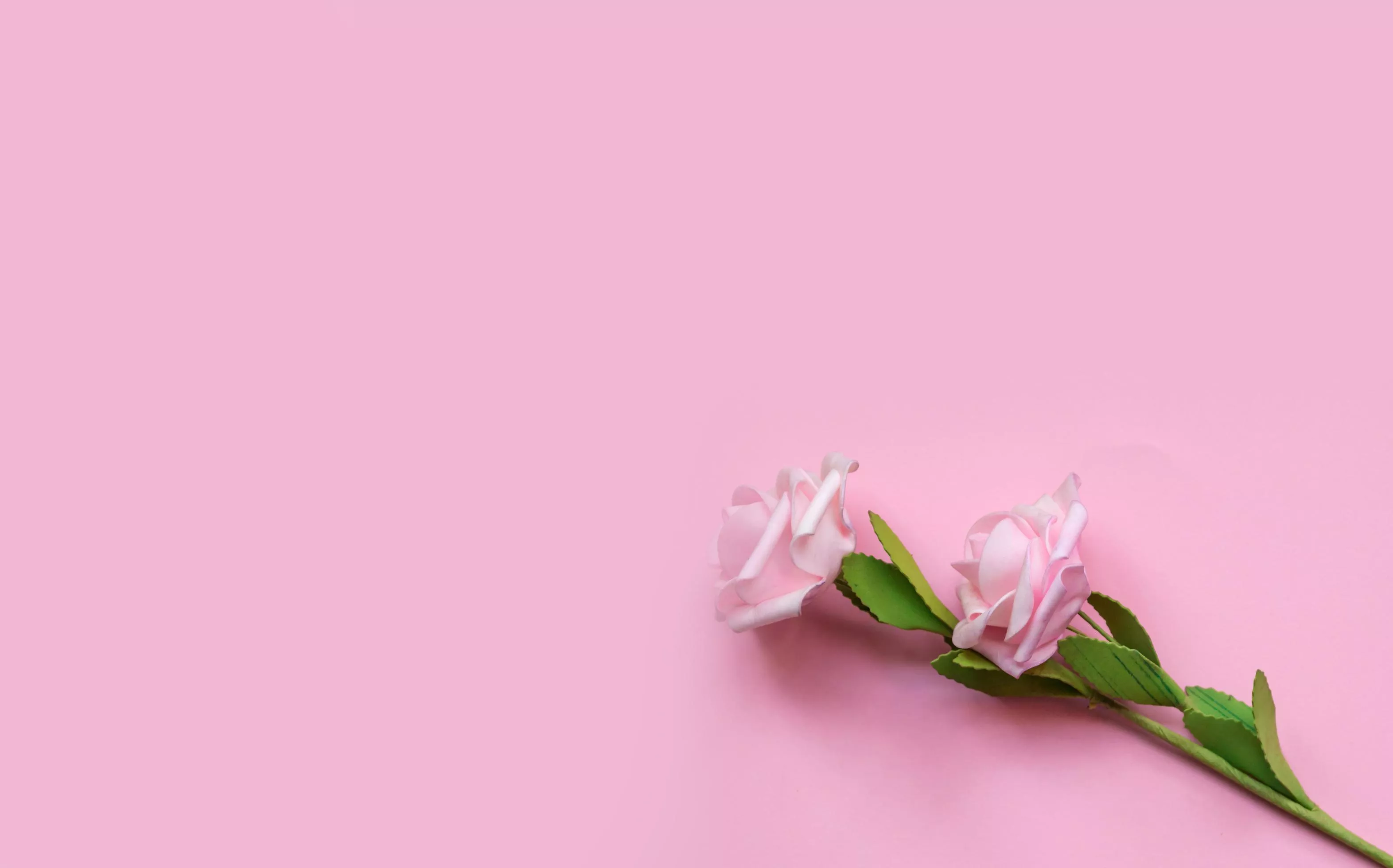 tulip pink flower on pink background