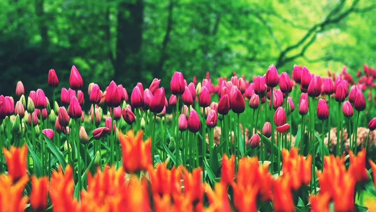 Flower Field Tulips 8K Wallpaper