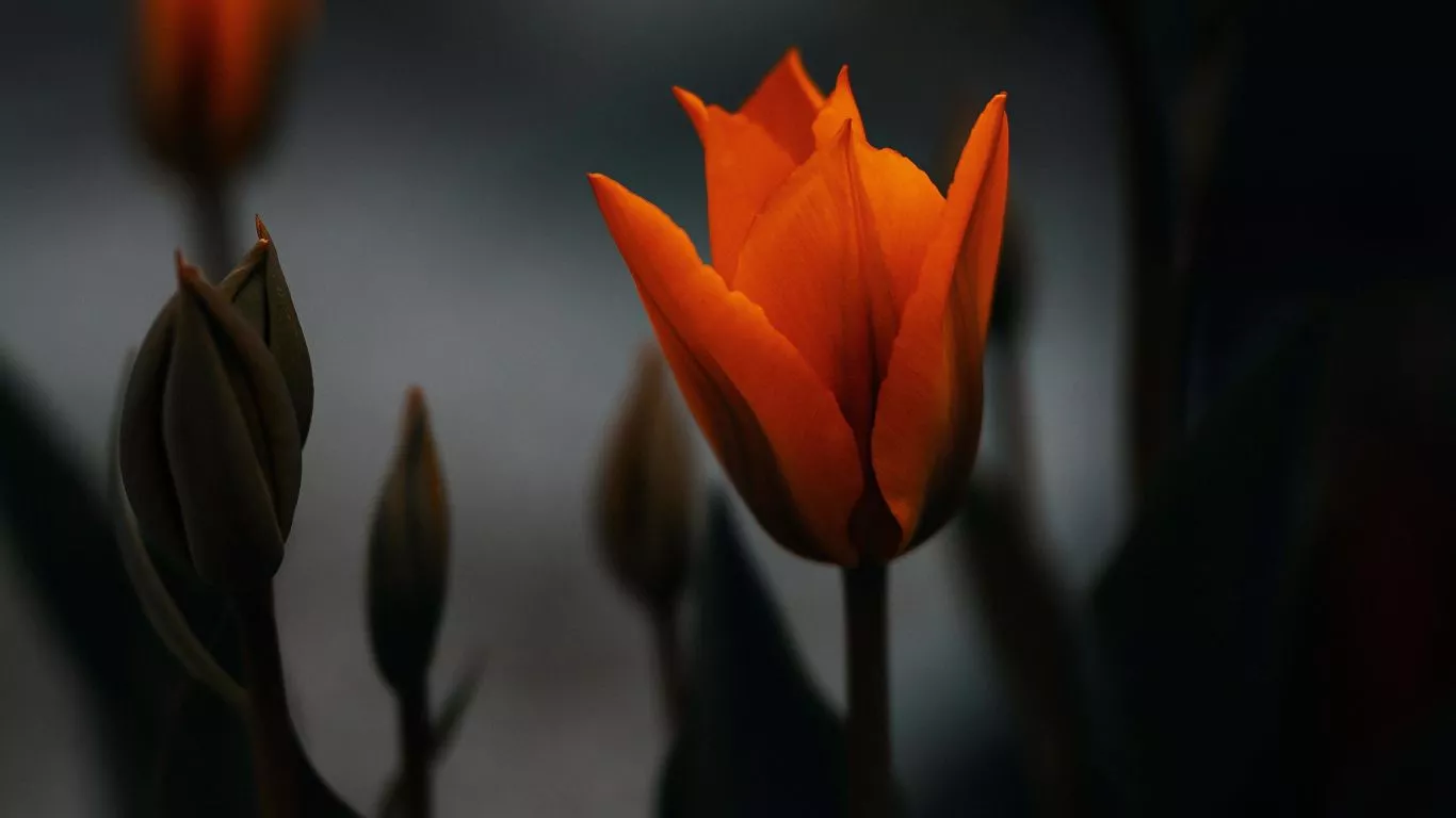 Download wallpaper 1366x768 tulip