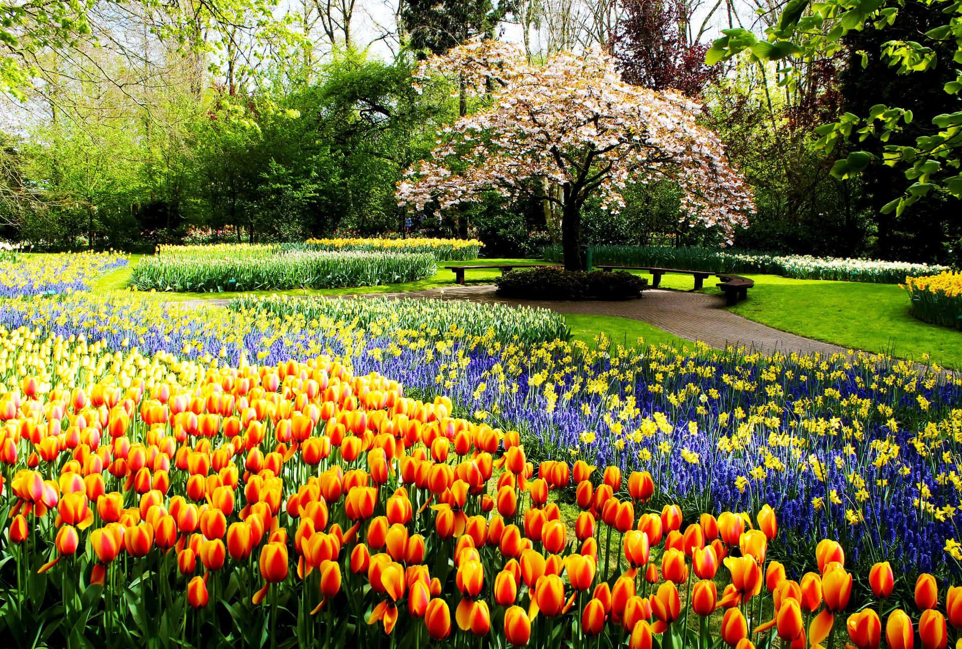 Download Serene Spring Park Wallpaper