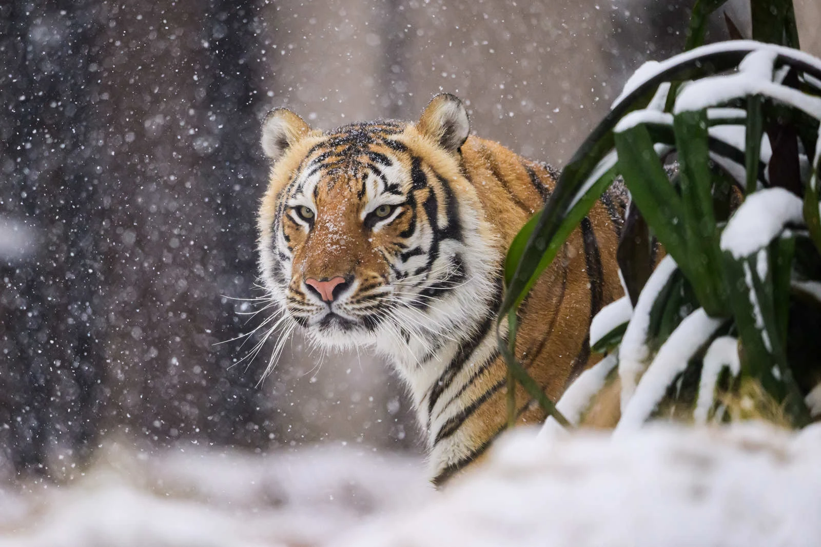 LSU Athletics' Top Snow Photo