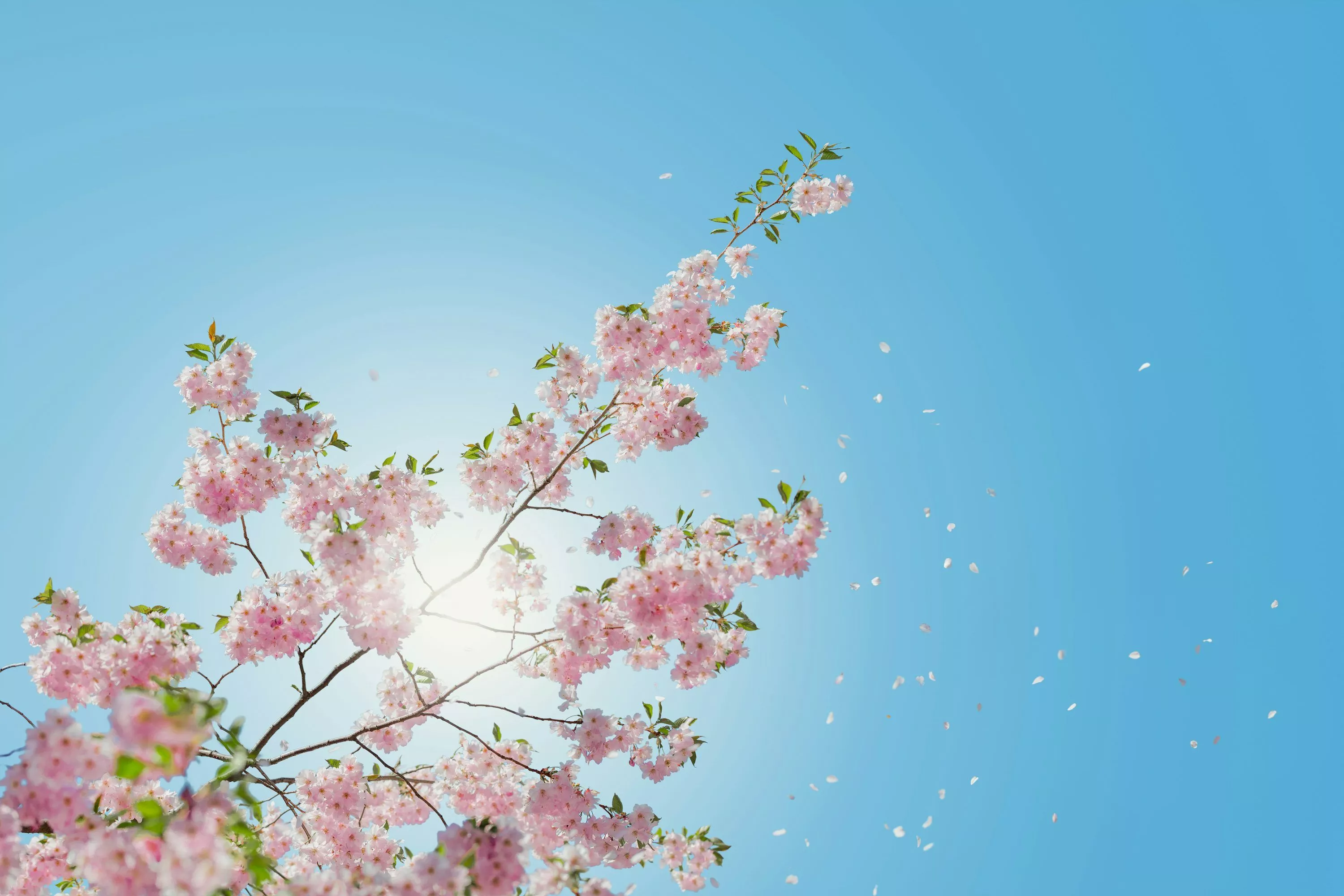 Spring Wallpaper: Free HD Download