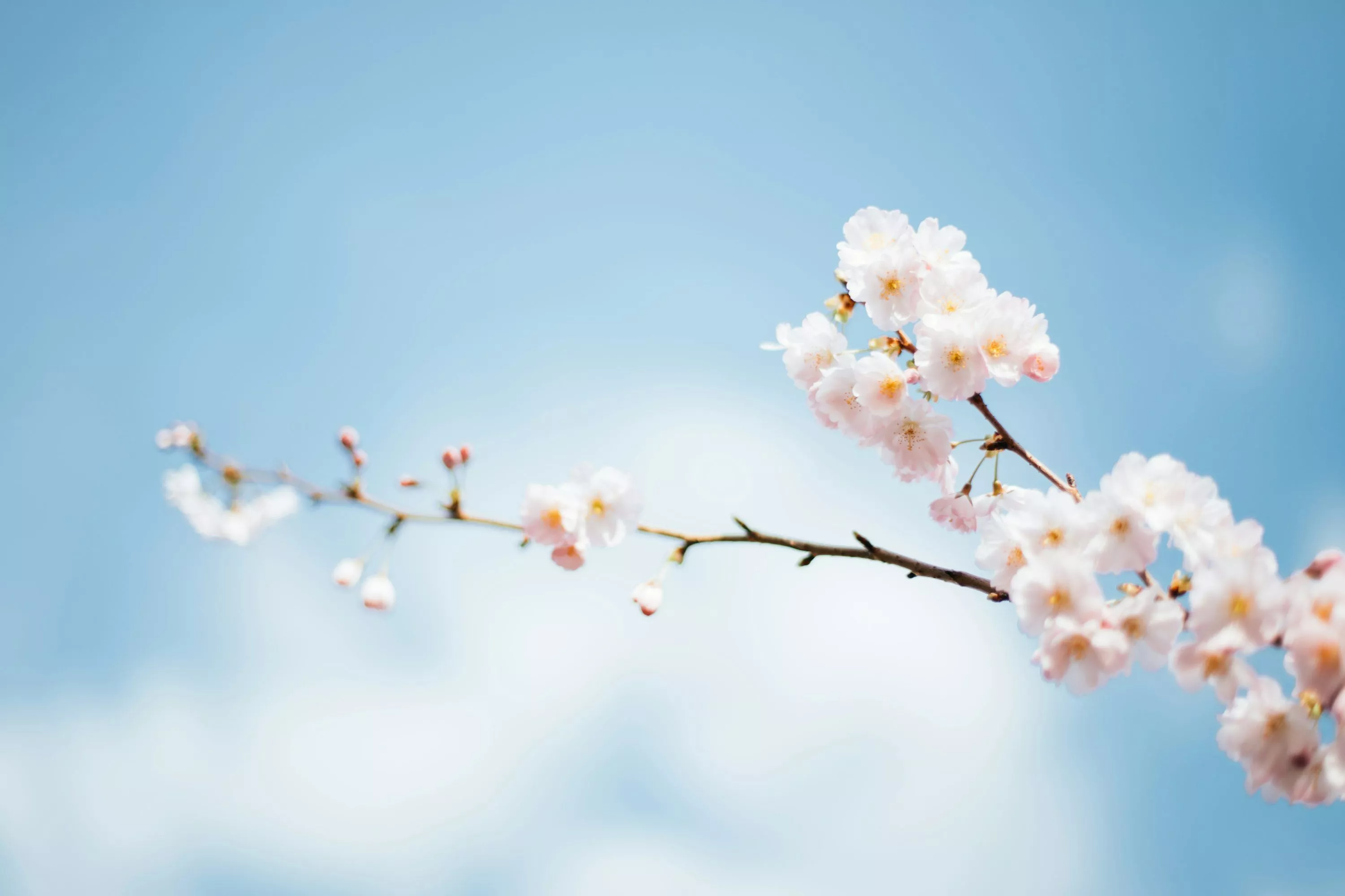 Spring Wallpaper: Free HD Download
