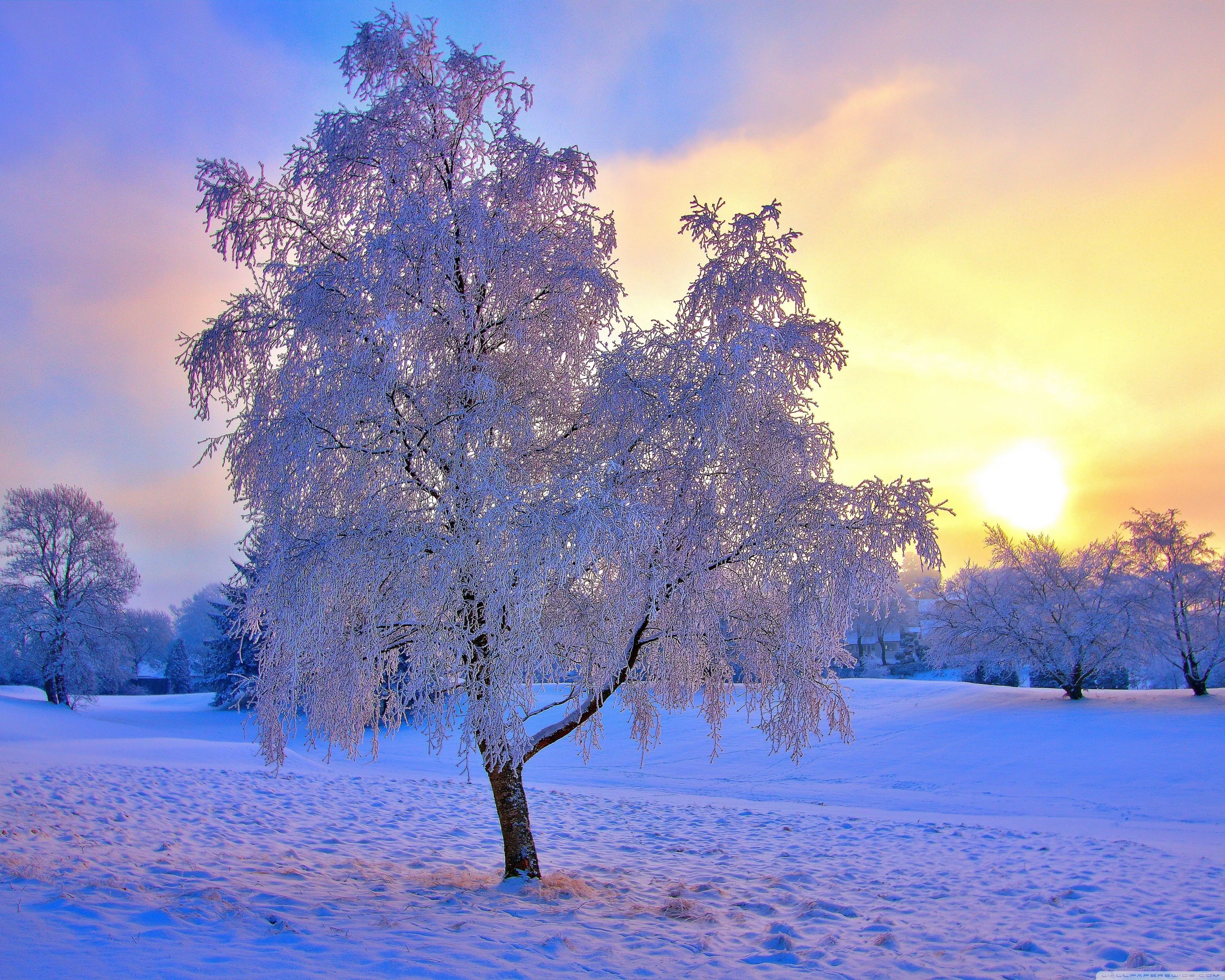 Winter Evening Light Ultra HD Wallpaper