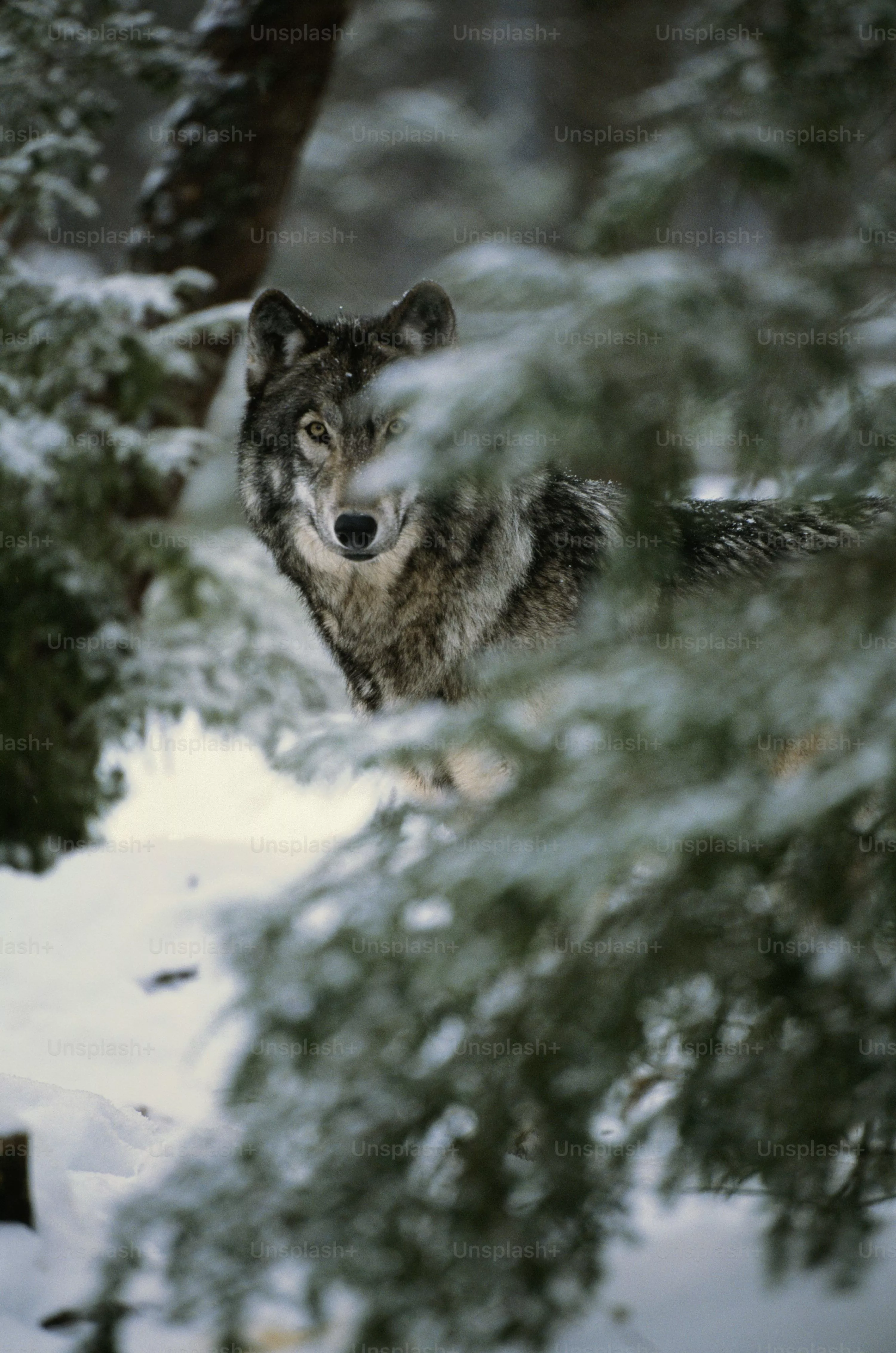 Snow Wolf Picture. Download Free