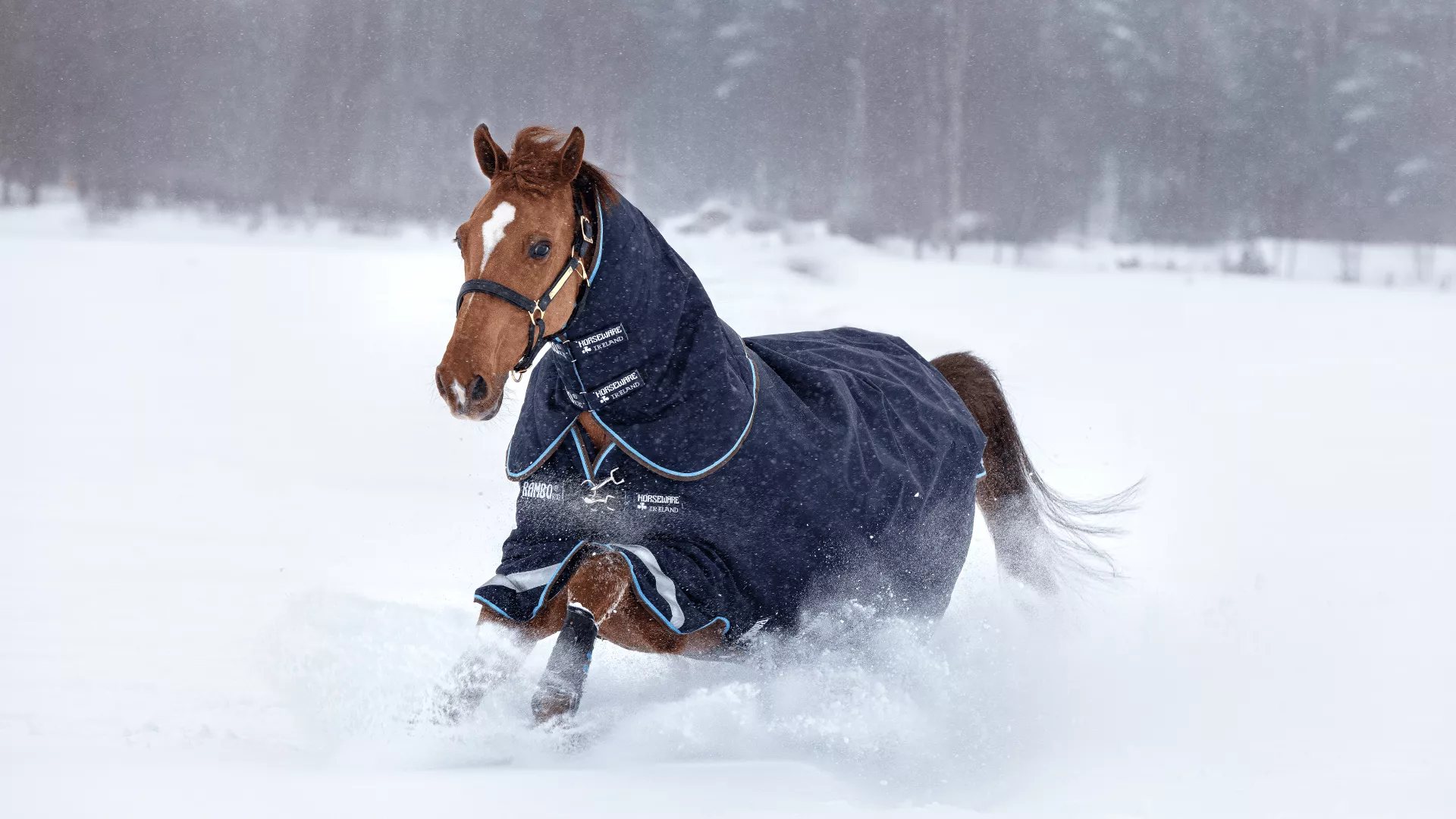A Complete Guide to Horse Blankets