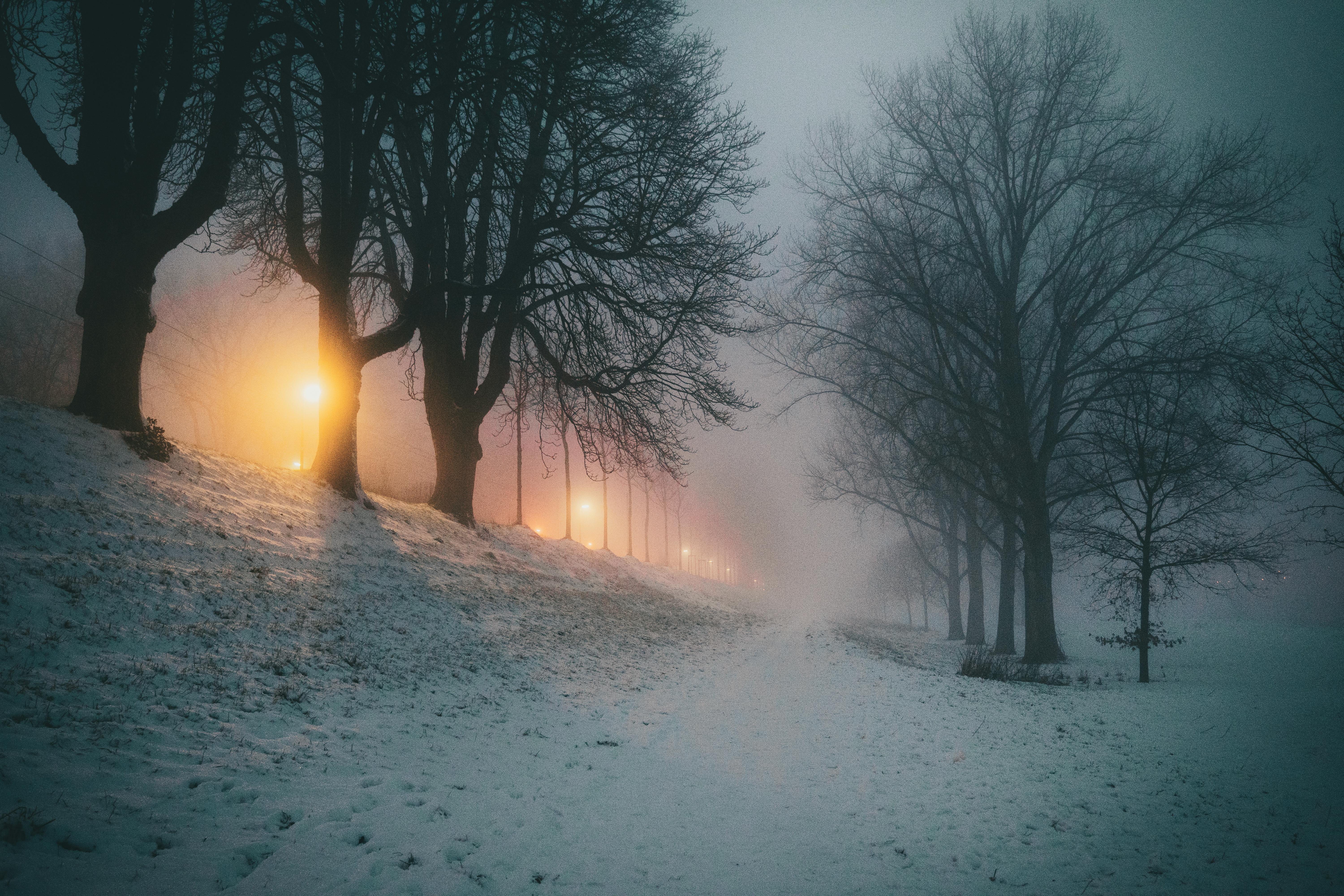 Winter Landscape with Trees in Evening Fog · Free
