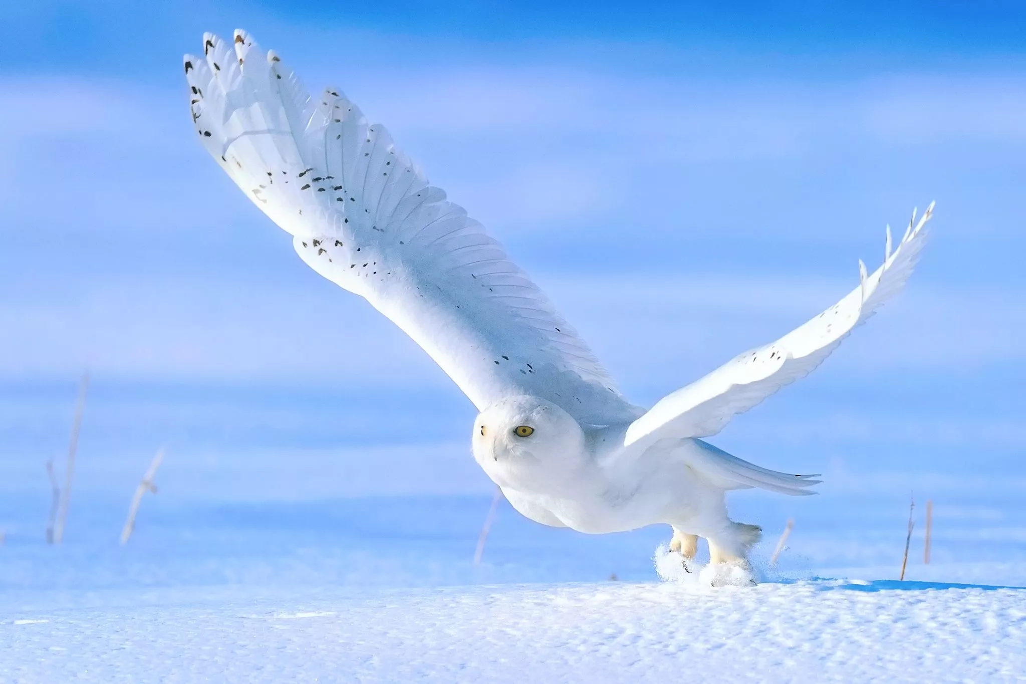 Wallpaper winter, snow, owl, bird