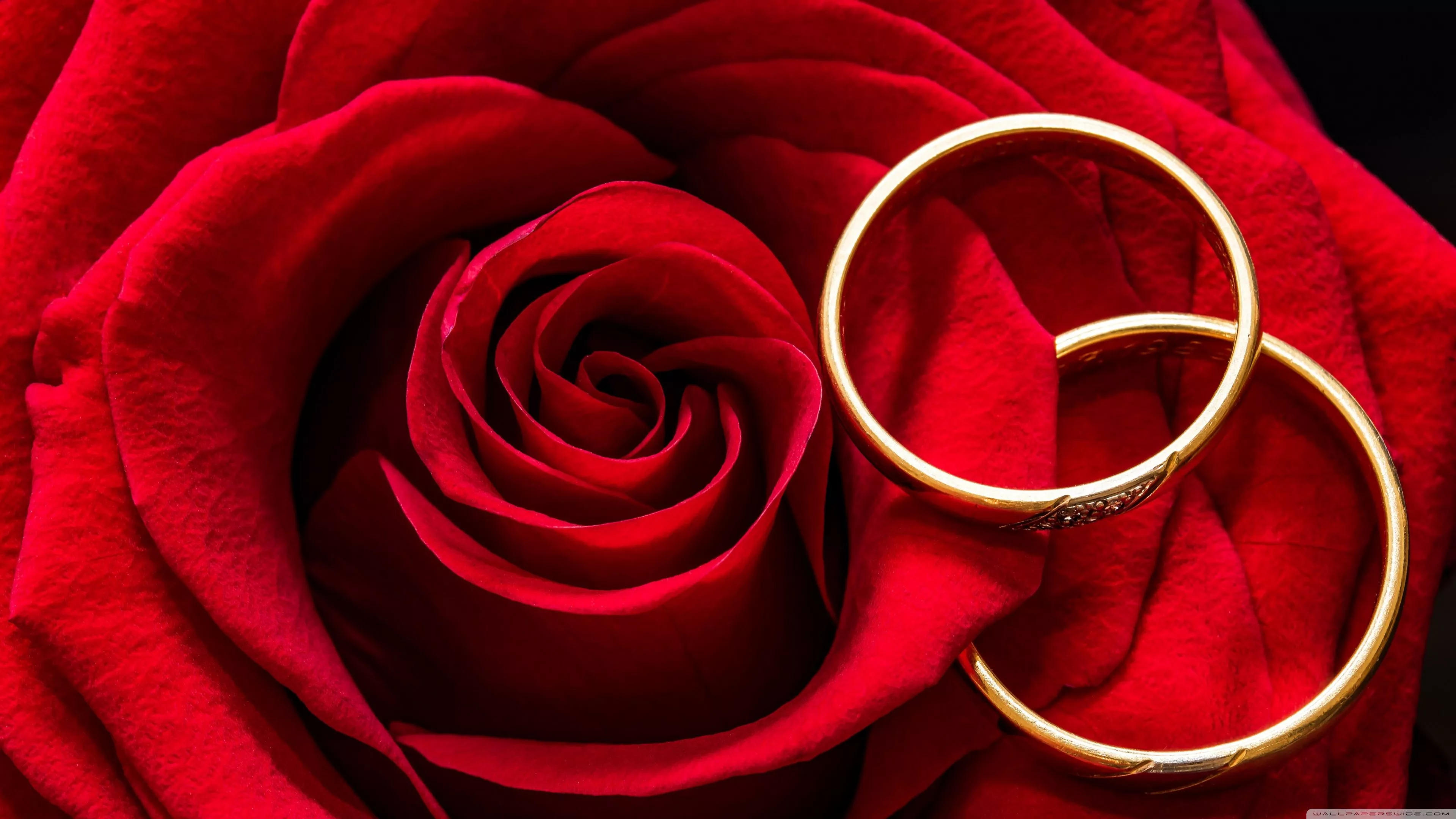Marriage, Love, Wedding Rings, Red Rose