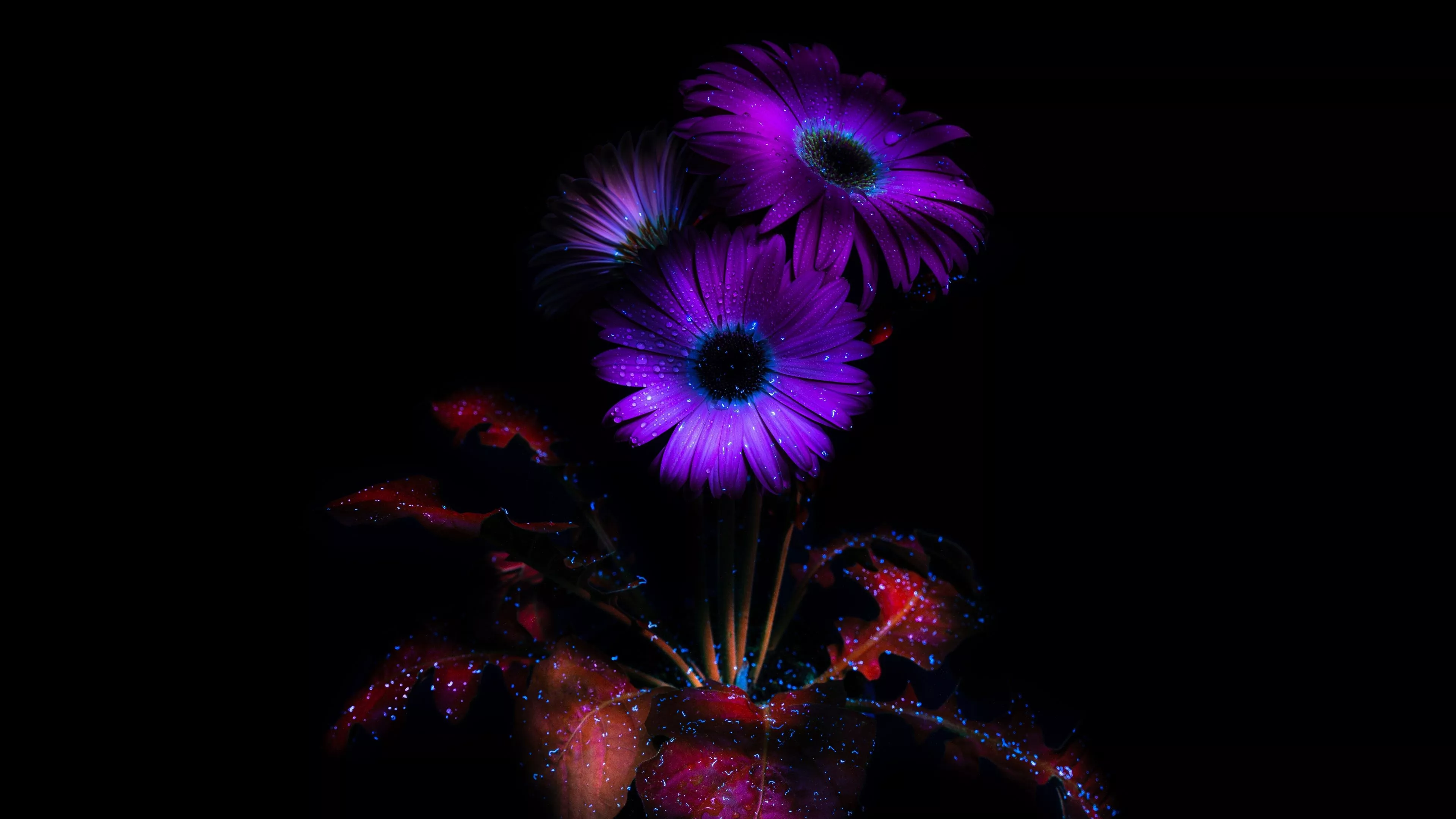 Purple Flowers Wallpaper 4K, Glowing