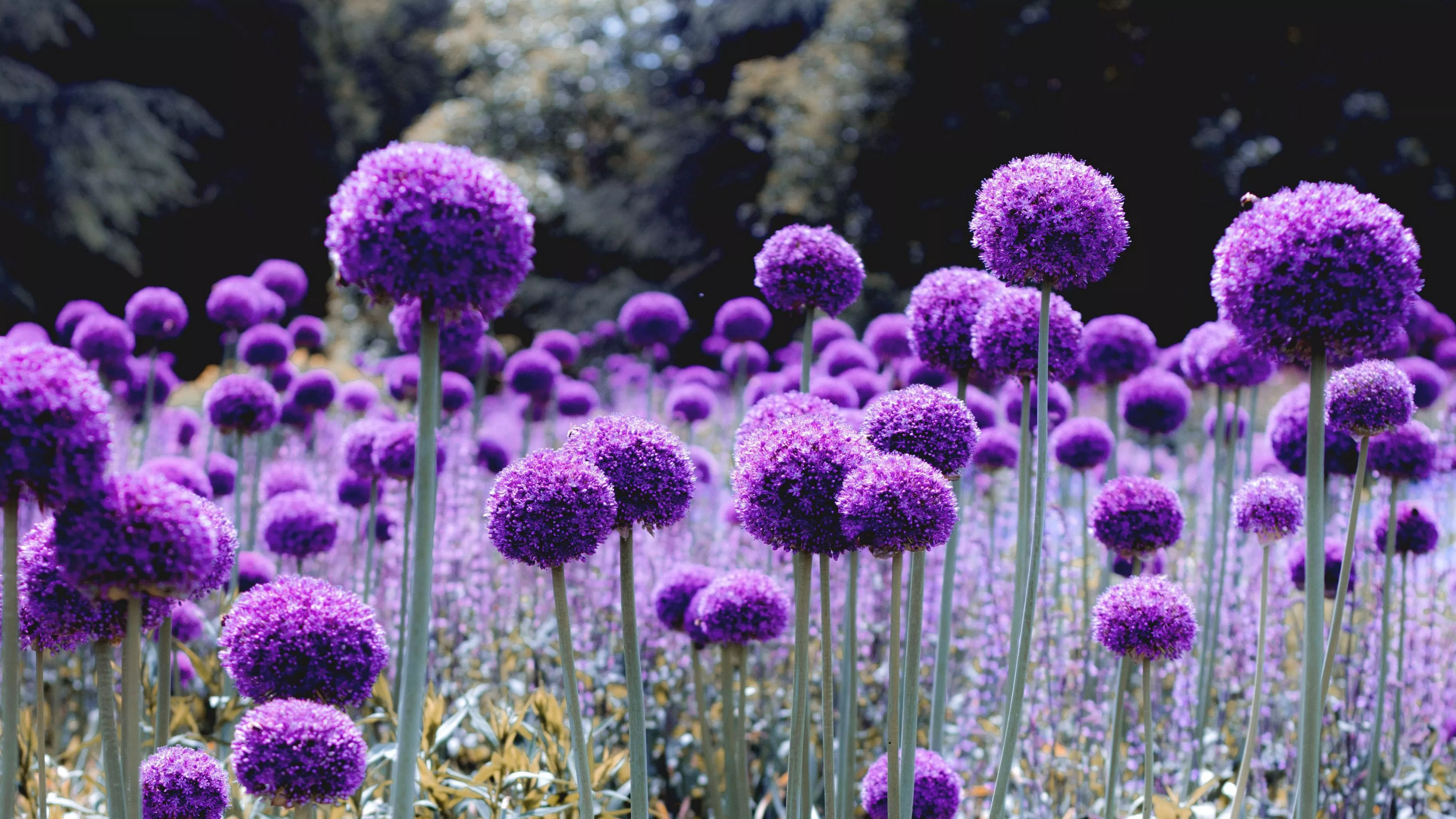 Allium Purple Flowers Field 4K HD