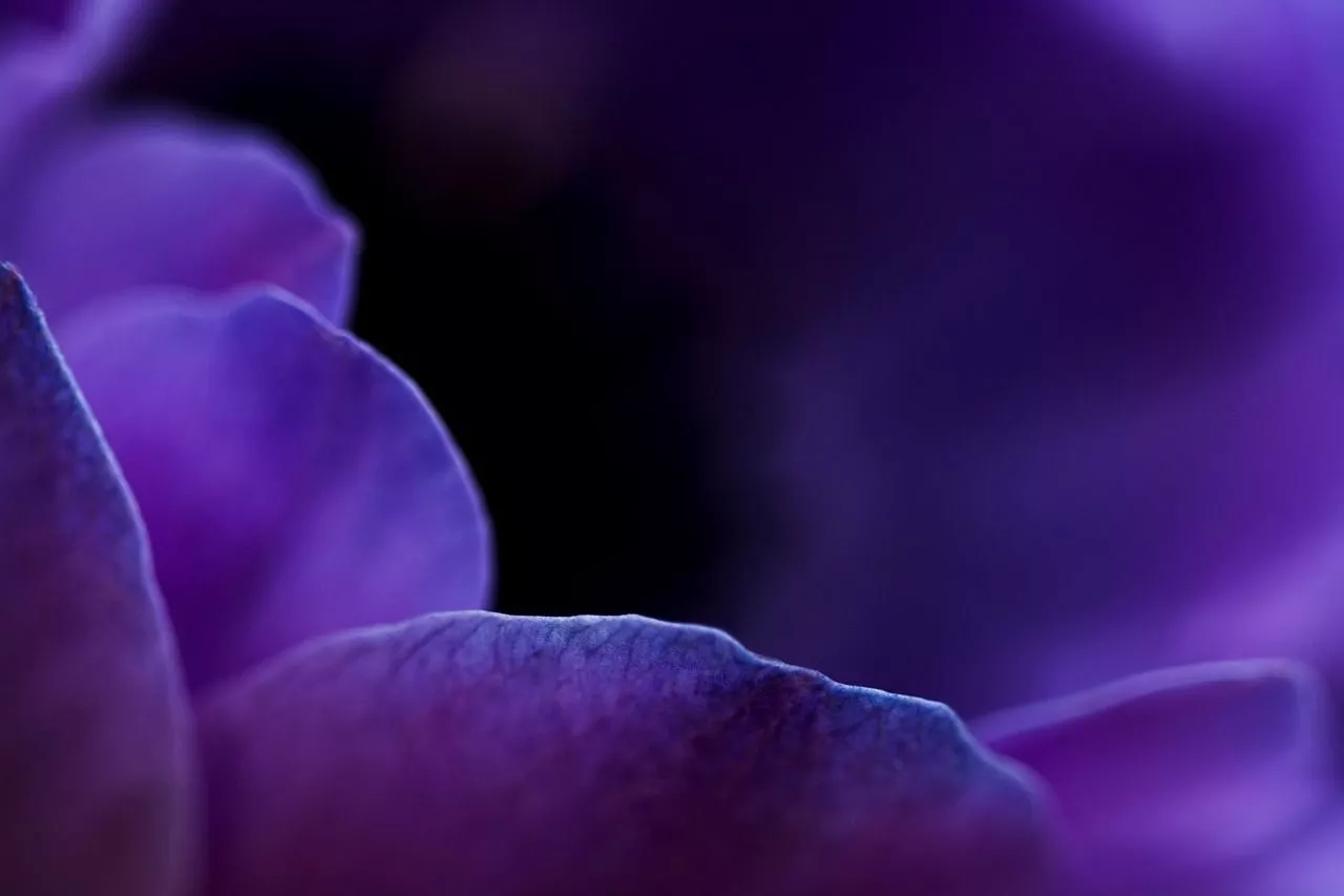 Flower Macro Violet