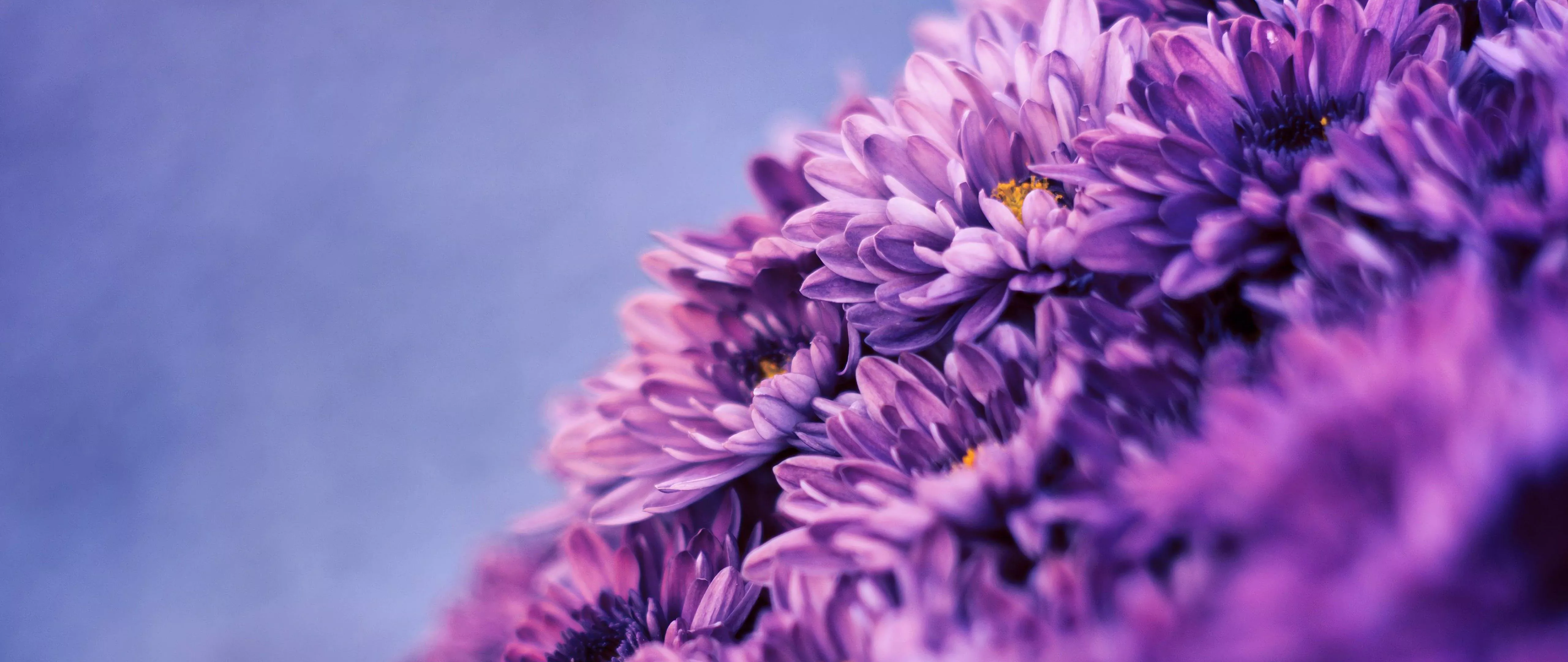 Purple Flower Nature 4K Wallpaper