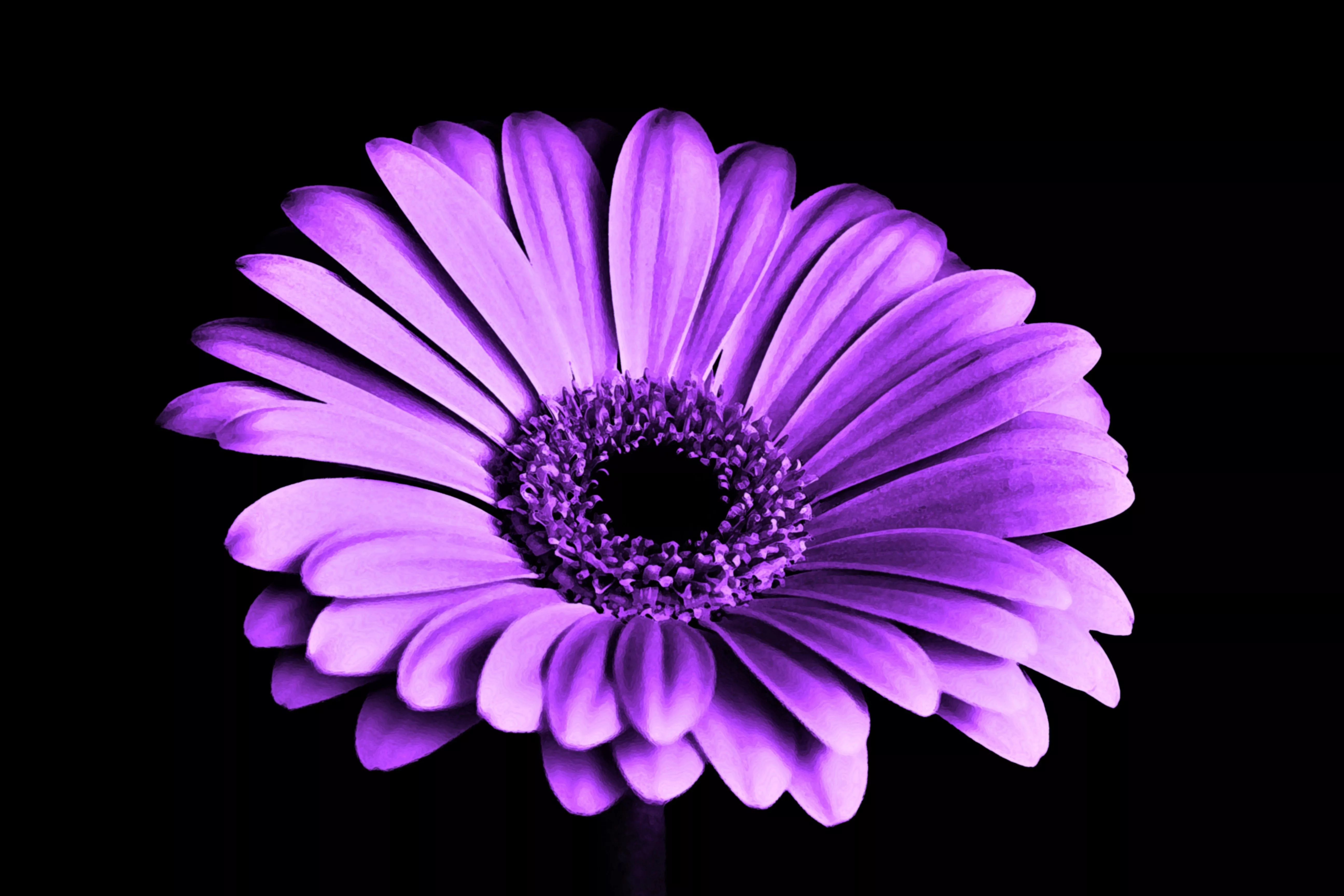 Purple Flower Flower Nature Gerbera 4k