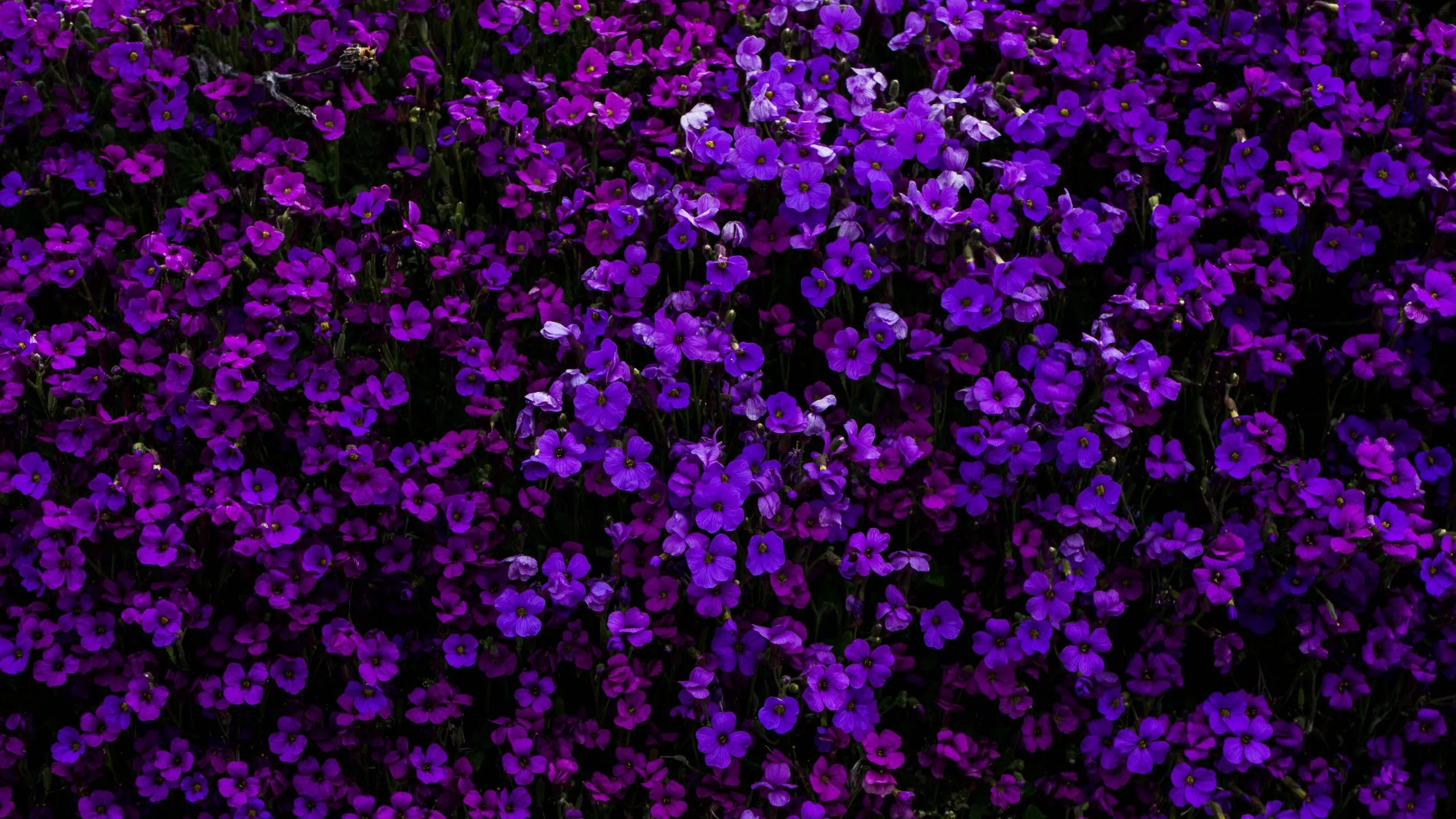 Purple Flowers Wallpaper 4K, Floral