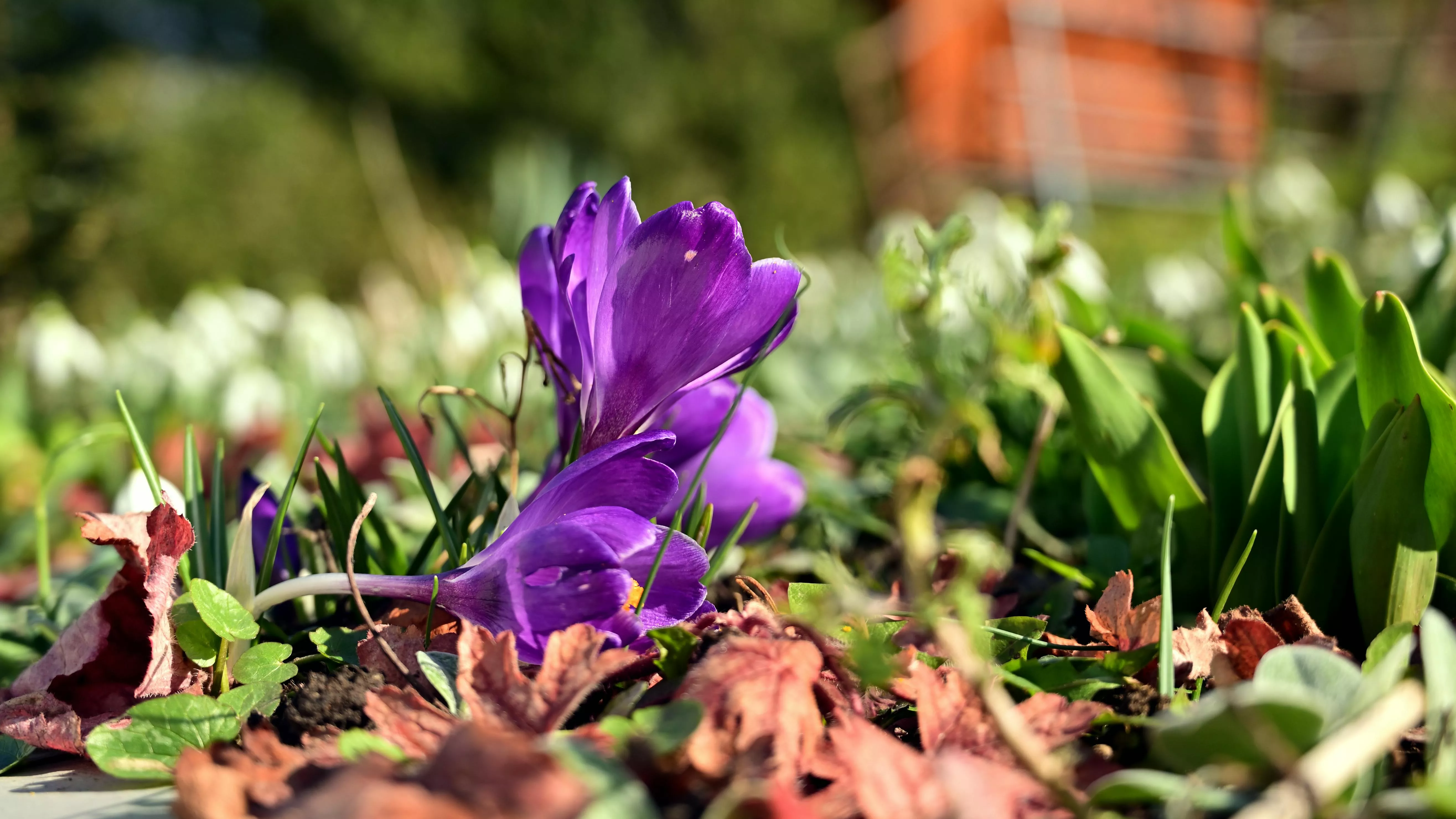 Purple Flowers on Ground · Free