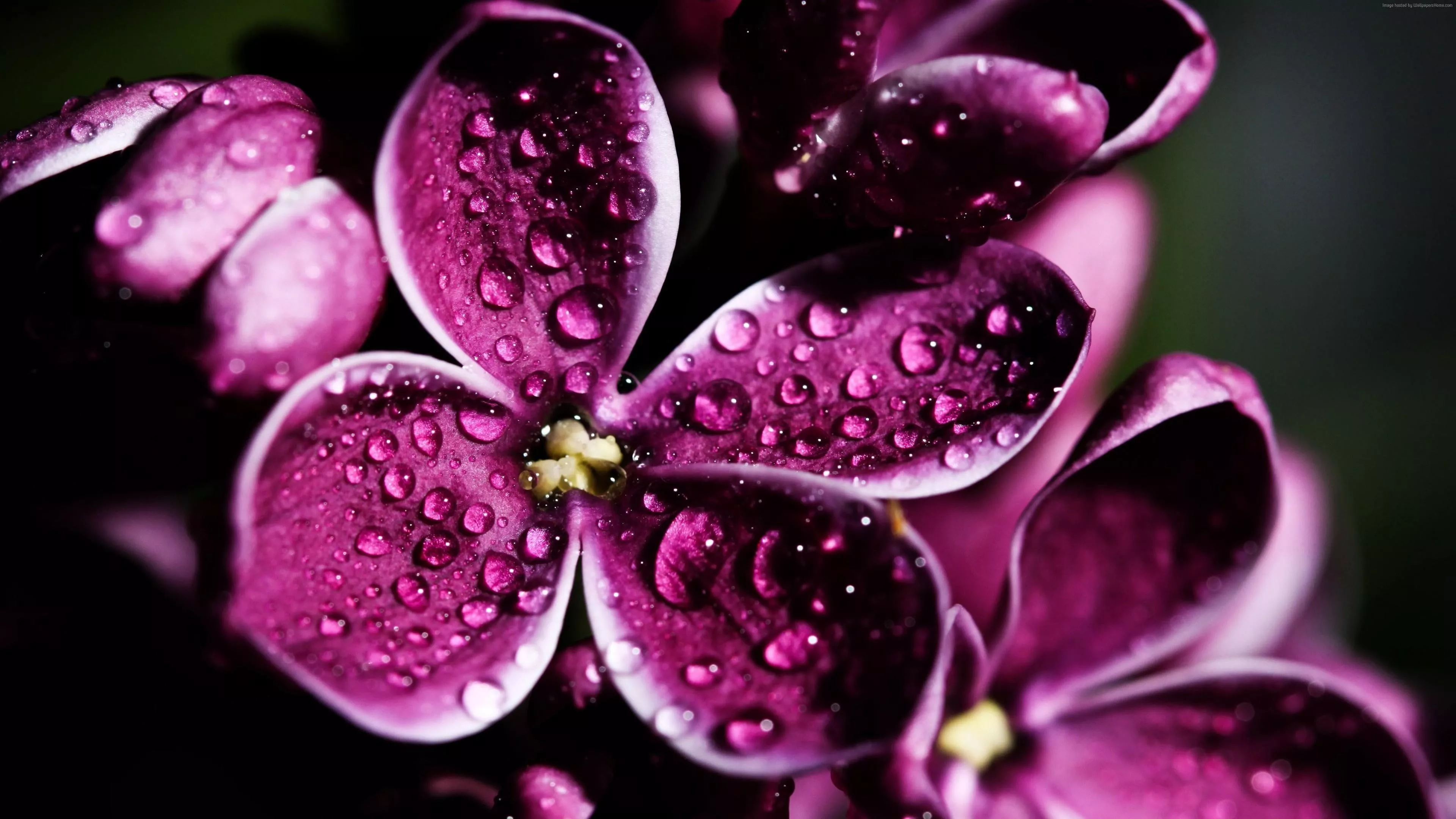 Purple Flowers With Water Drops