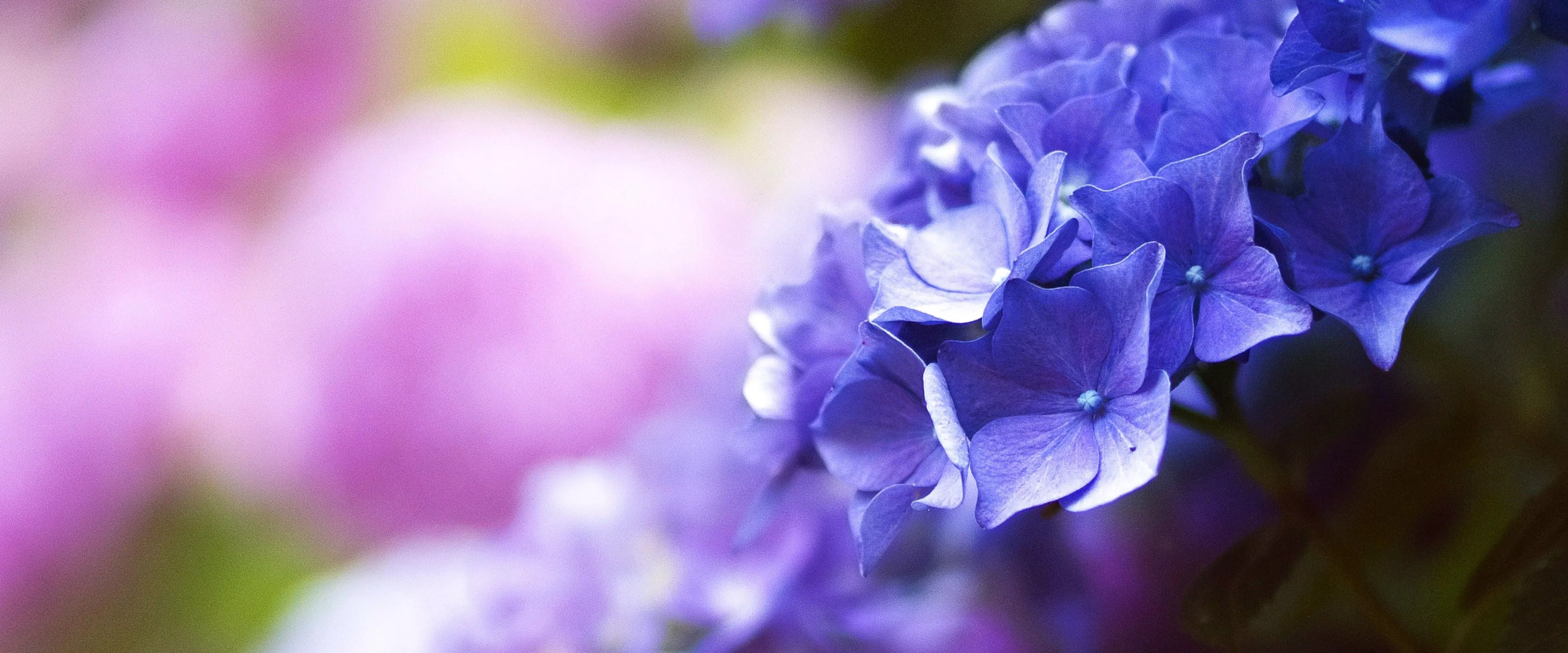 Purple Flower Close Up Nature 4K