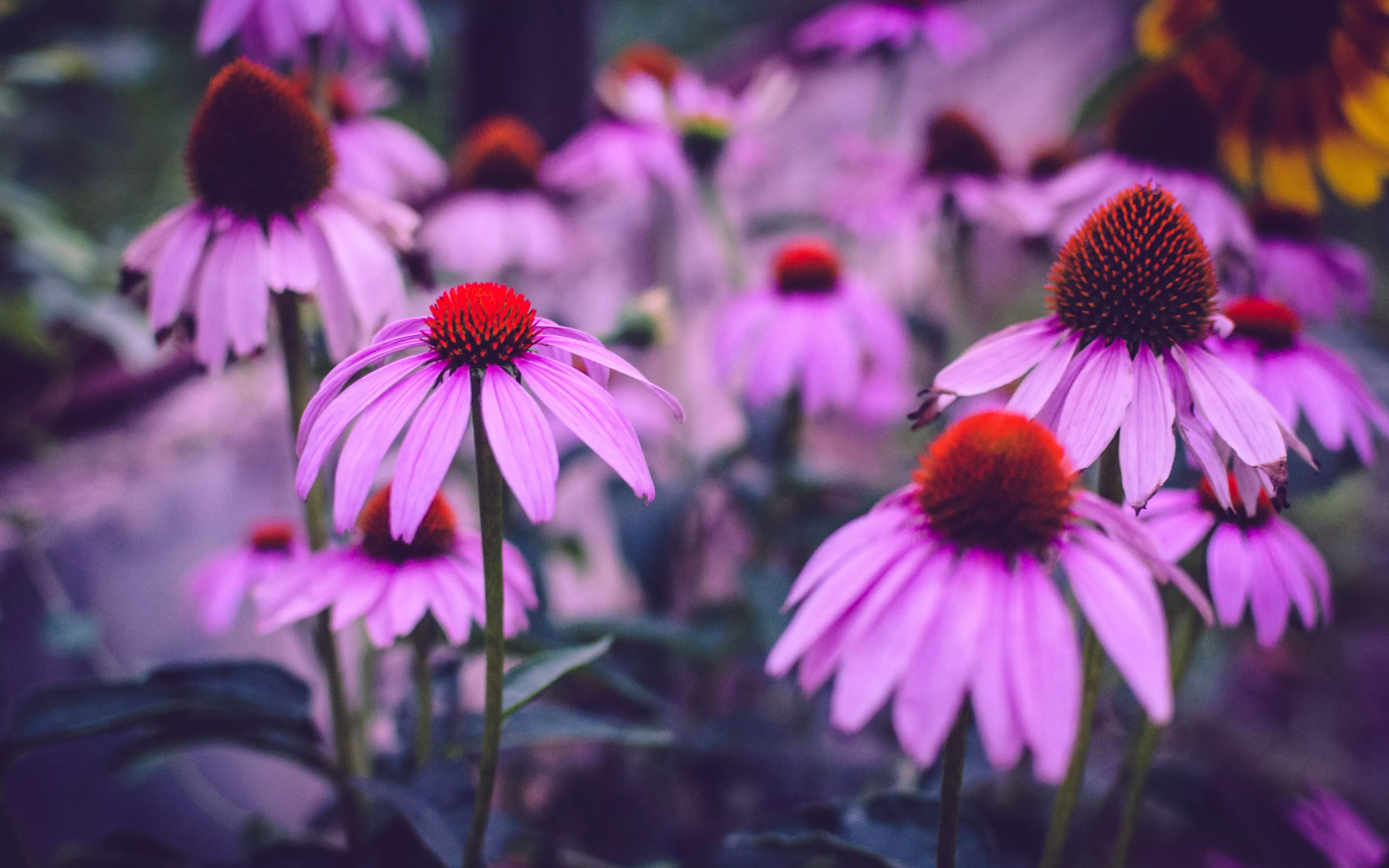 Purple flowers Wallpaper 4k HD