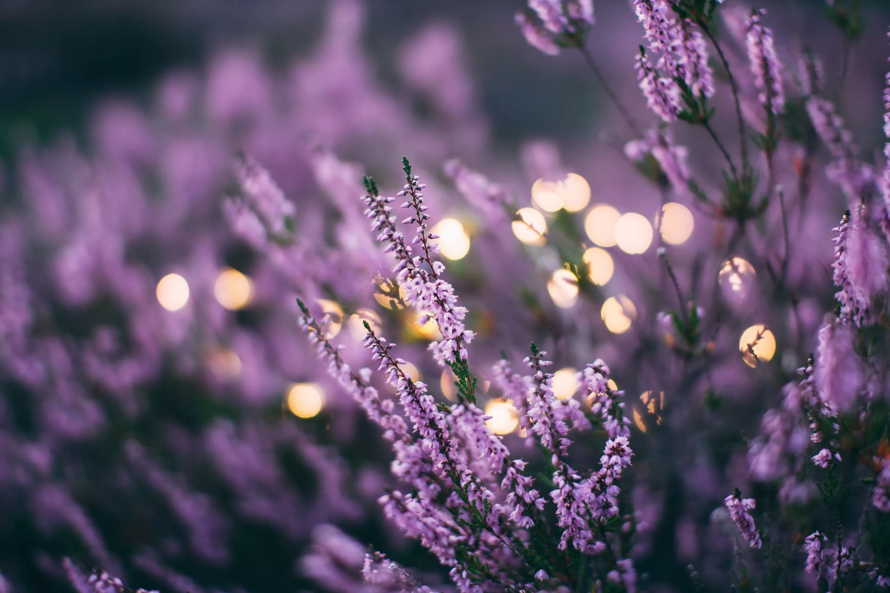 Purple Wallpaper: Free HD Download