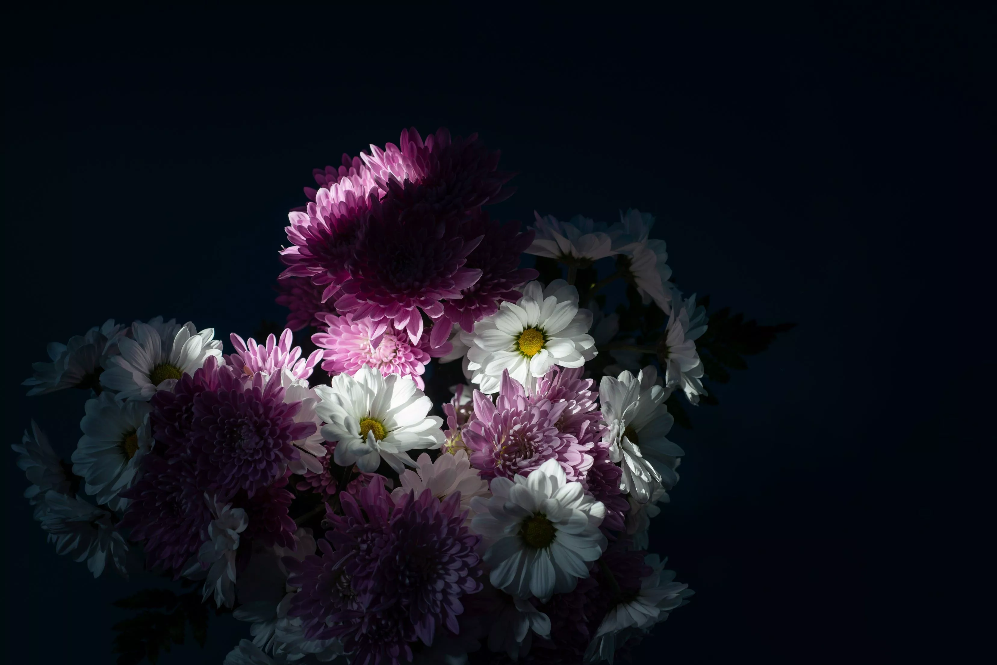 Purple Flowers Catch A Beam Of Light