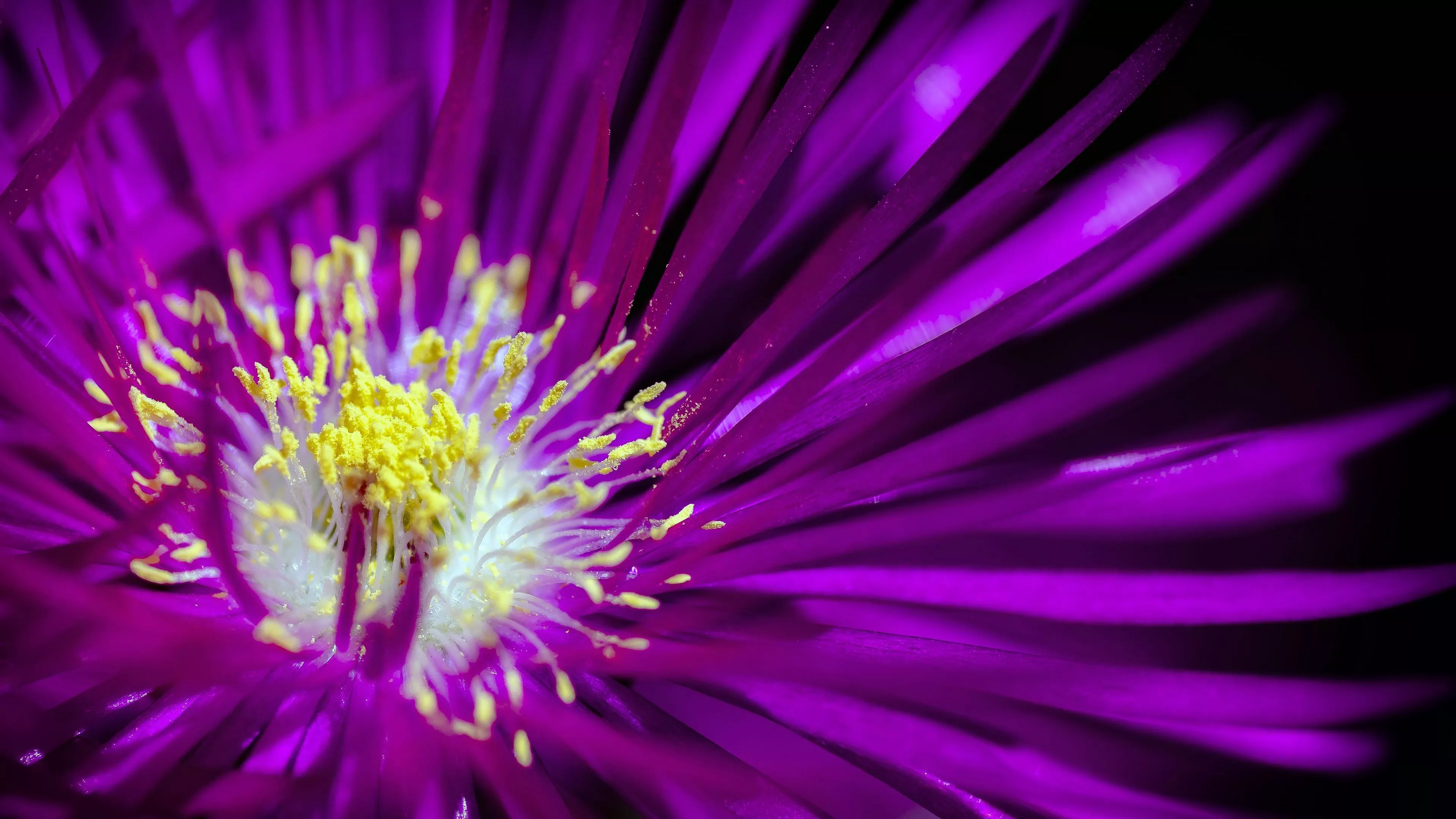 Purple Flower 1 4K HD Wallpaper. HD