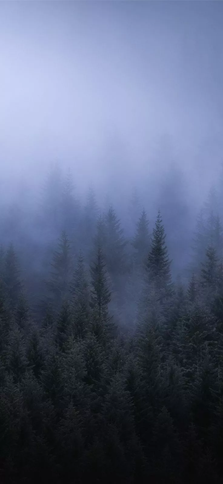 Fog Dark Forest Tress Landscape 5k Sony