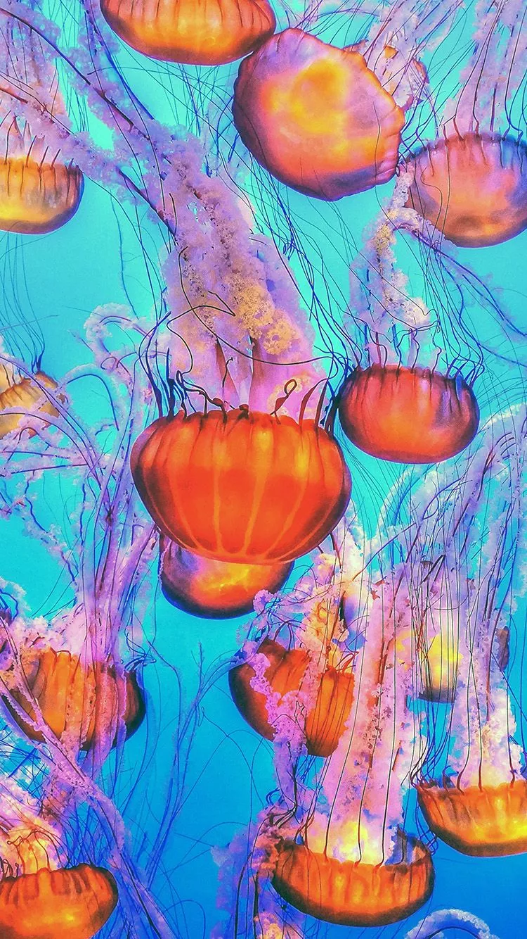 Jellyfish Water Ocean Orange Blue