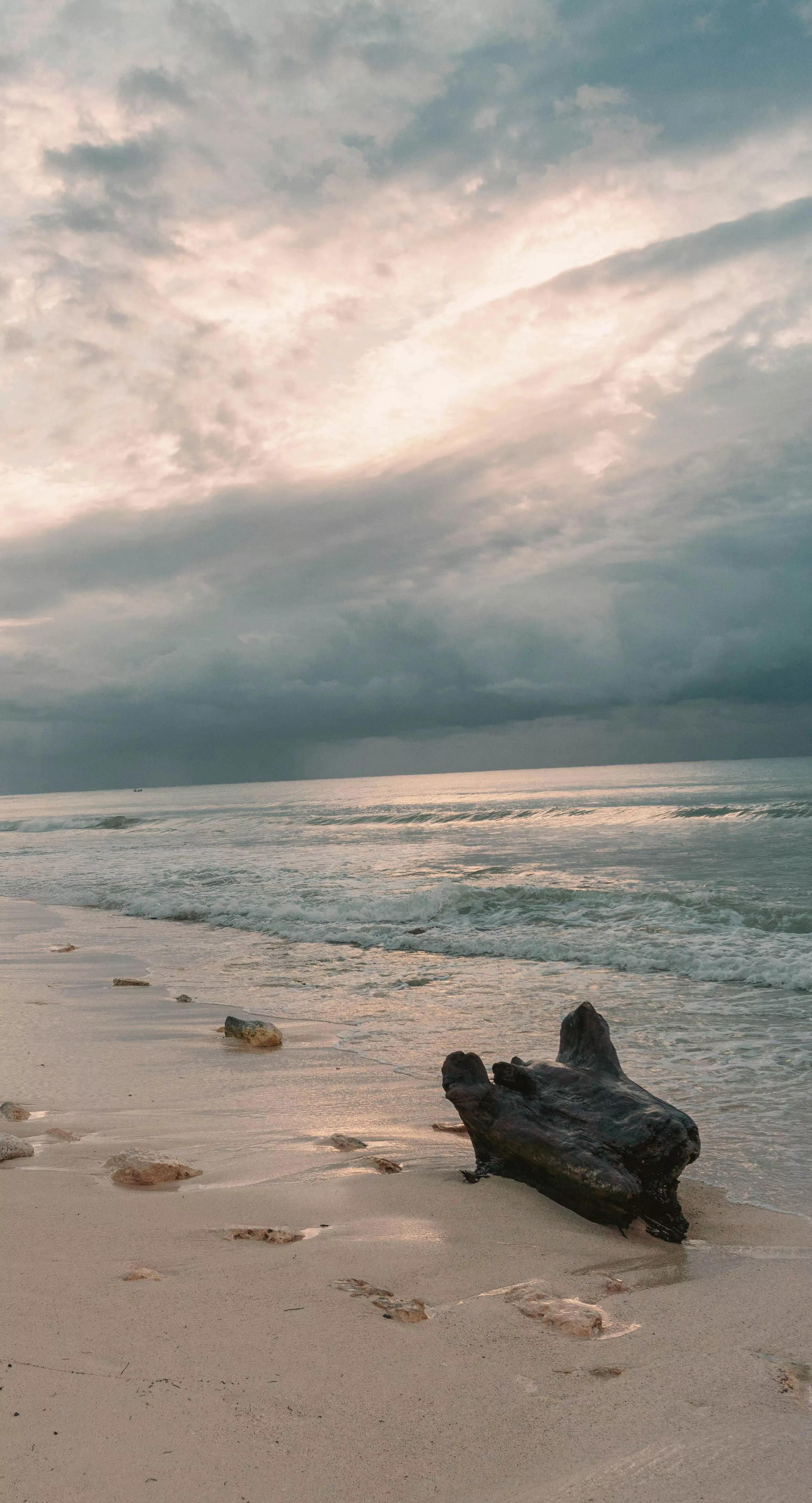 Tree Log on Beach · Free