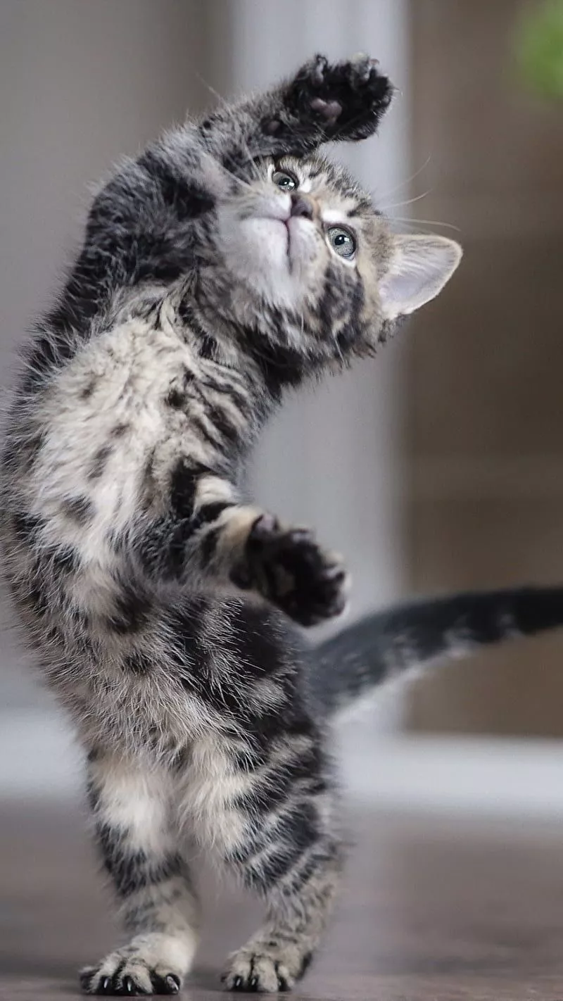 Kitten, animal, cat, cute, pets, HD