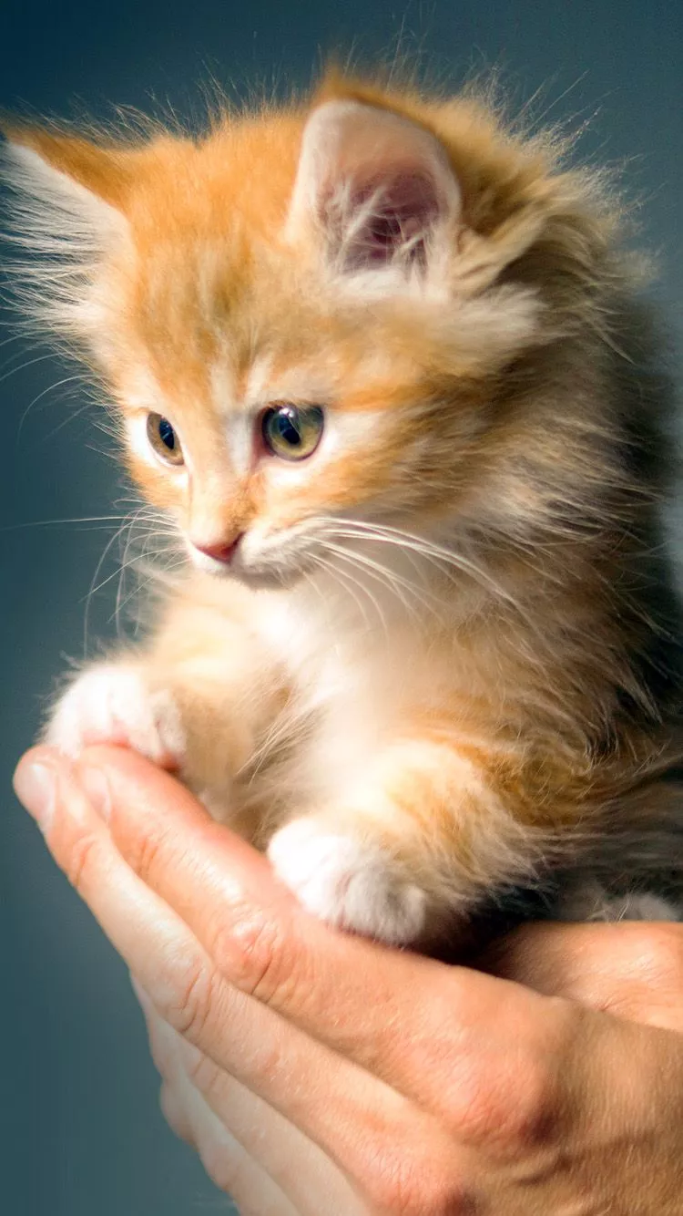 Animal Cute Kitten Cat Nature