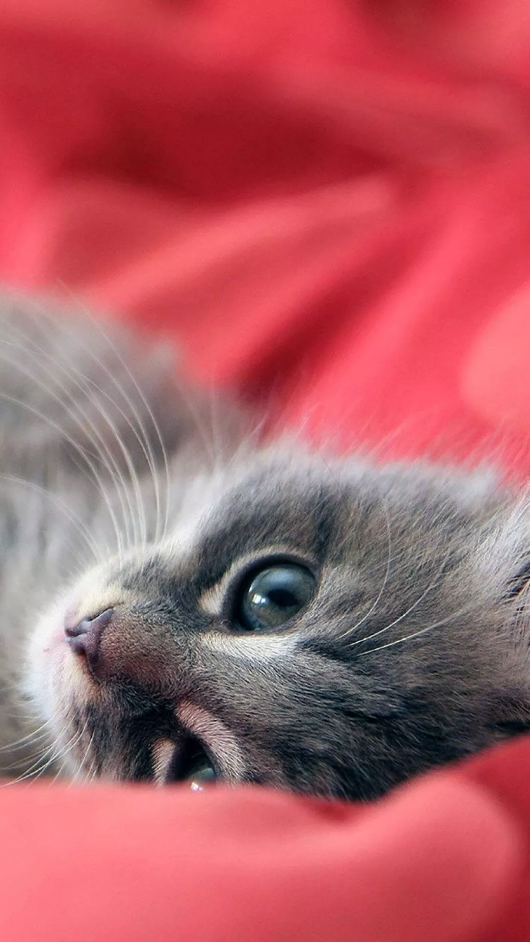 Cat iPhone Wallpaper