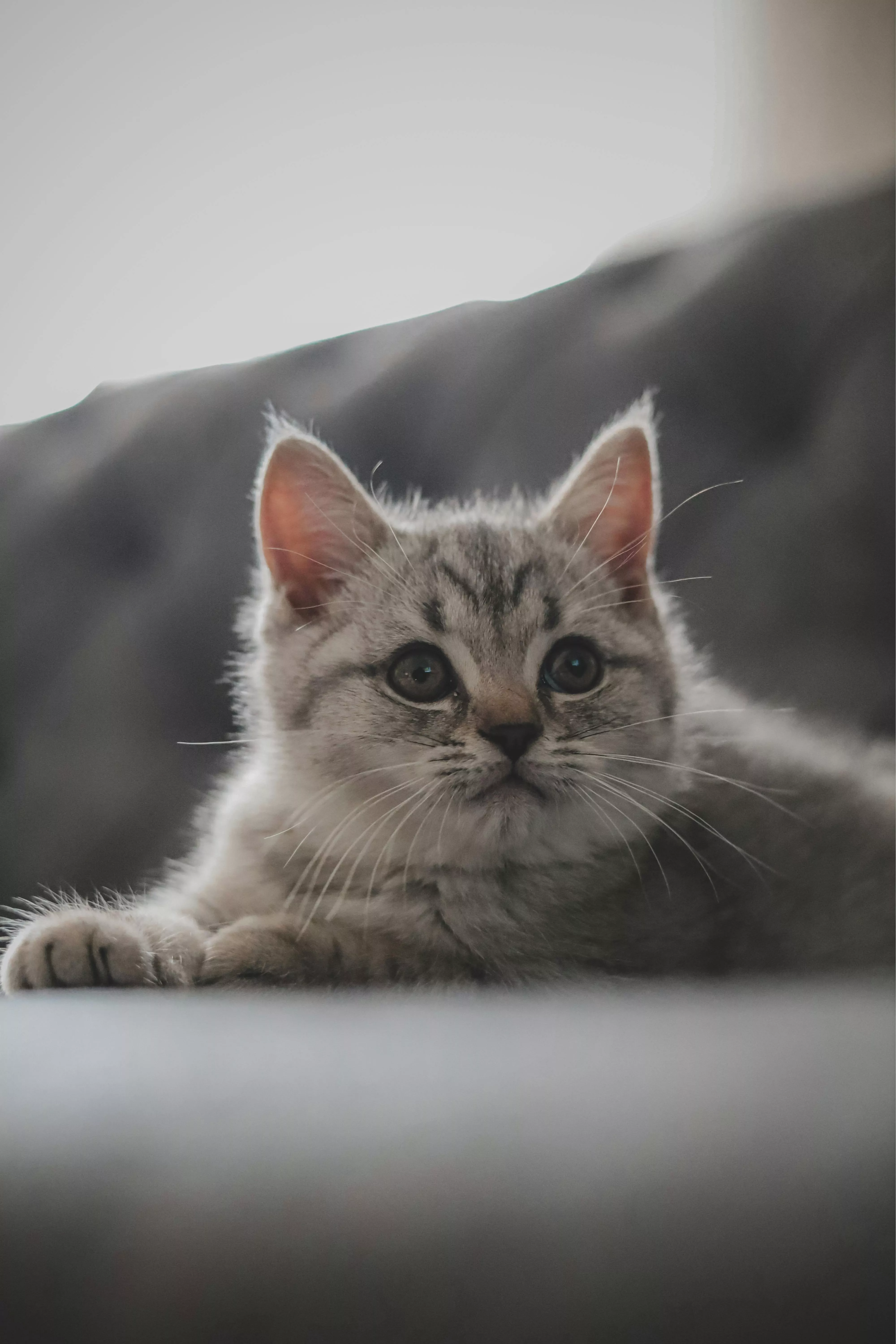 Gray Photo of a Kitten · Free