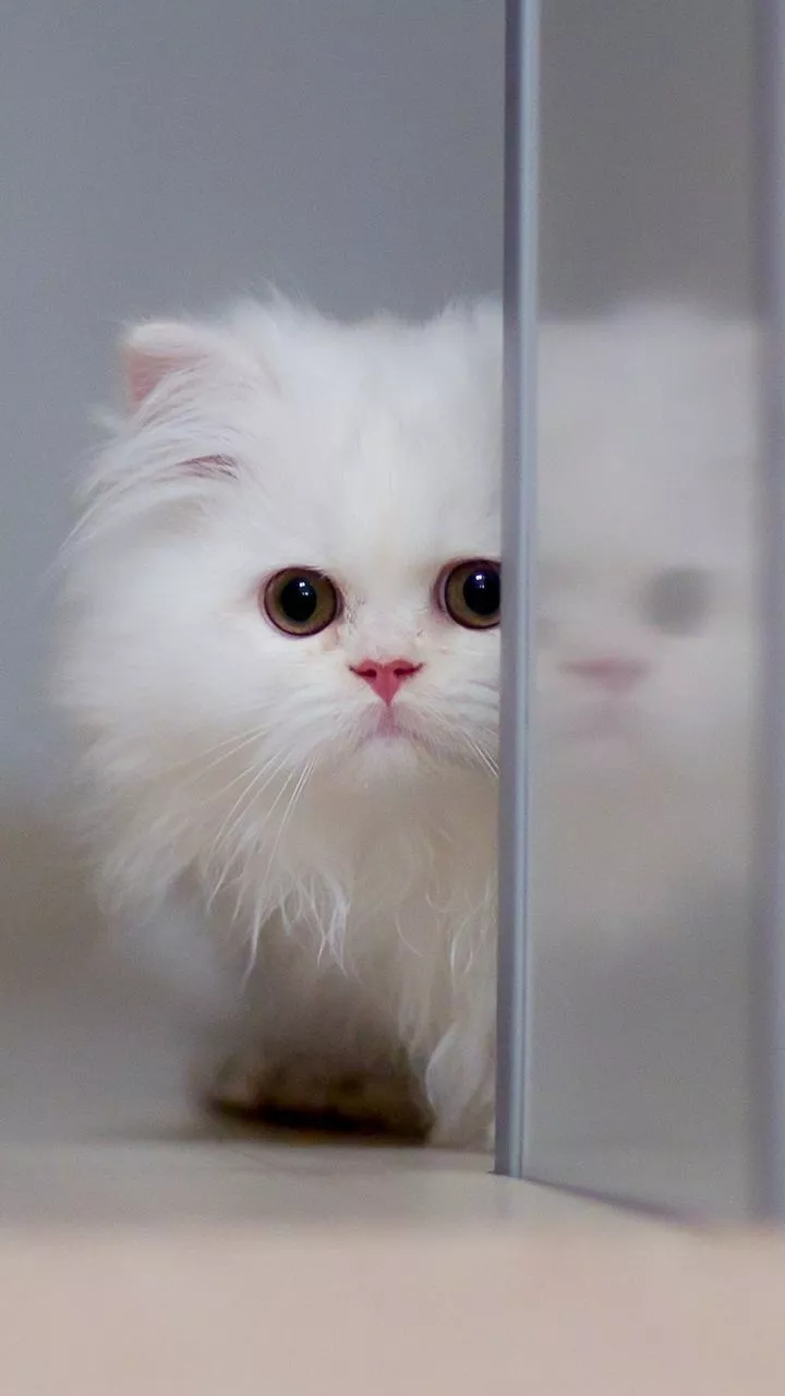 UHD Cute Kitten Wallpaper