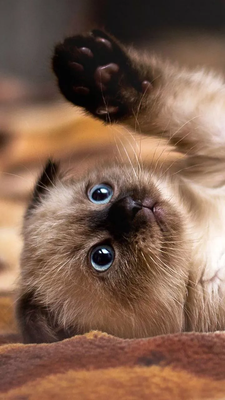 Siamese (Kitten, Cute, Lie, Paws) HD