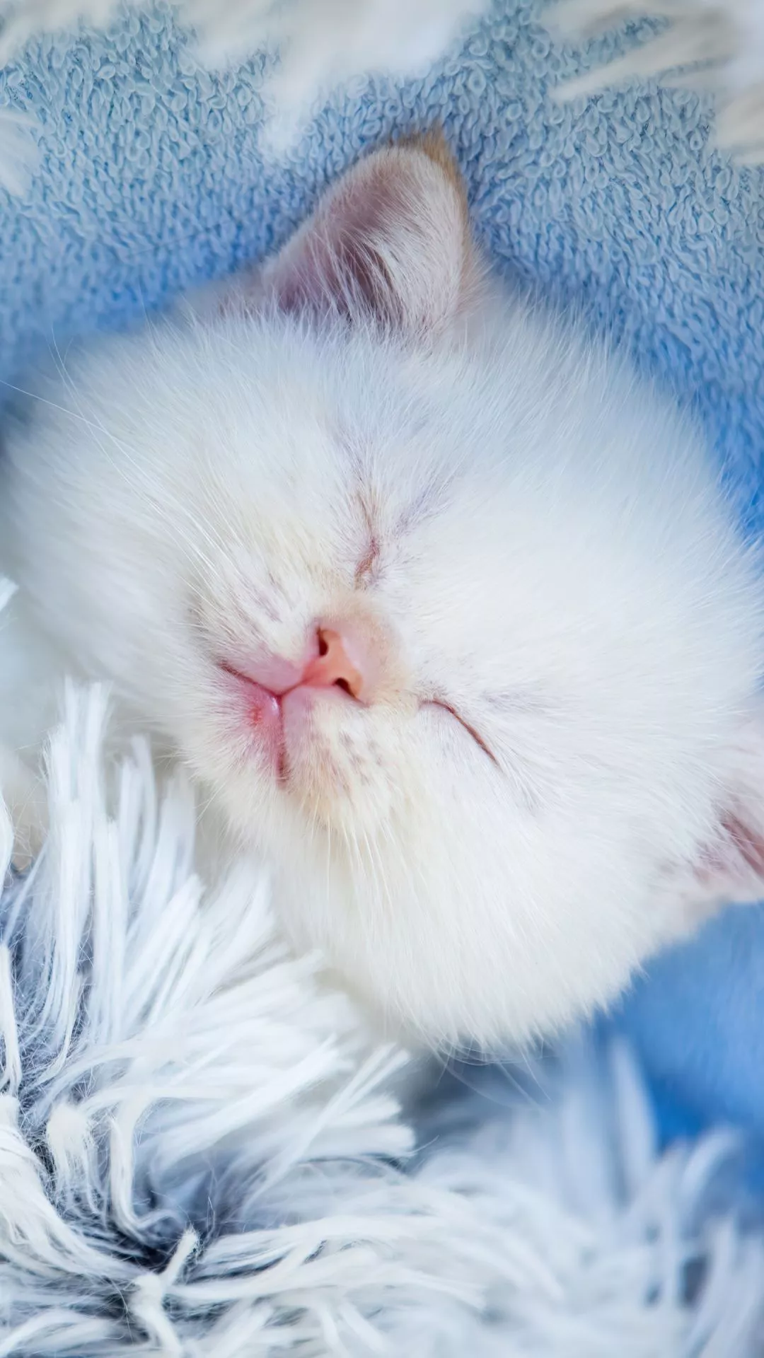 Cute Kitten Wallpaper 4K, Sleeping
