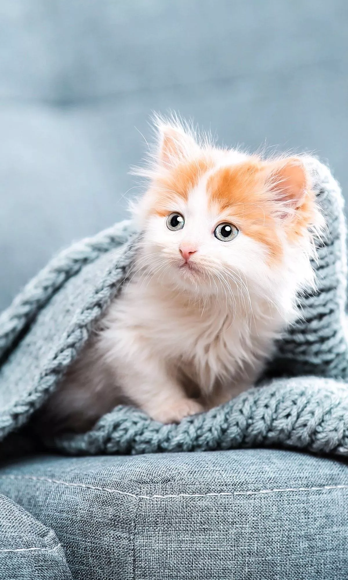 Download Baby Animal Kitten Animal Cat