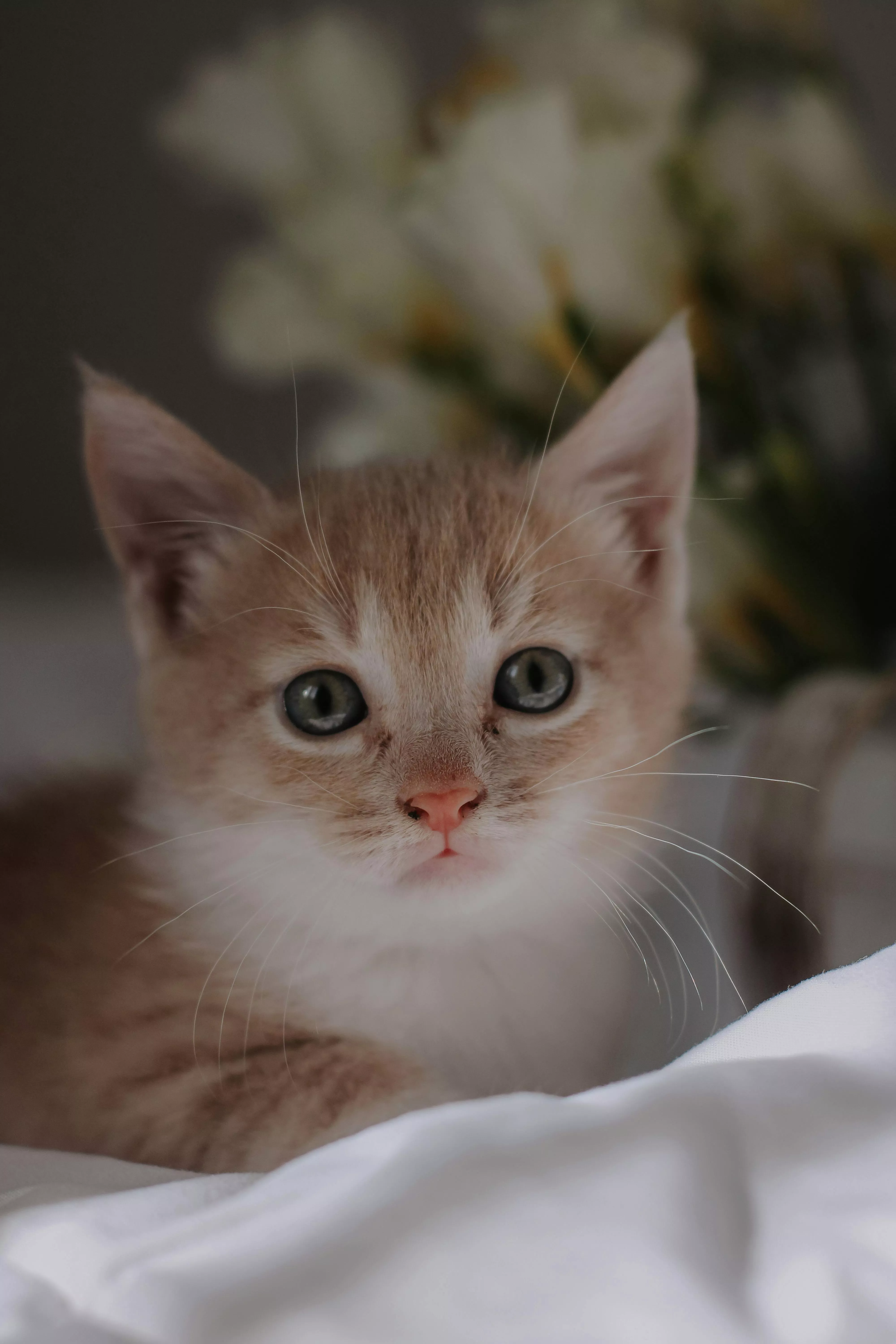 Portrait of a Cute Kitten Looking