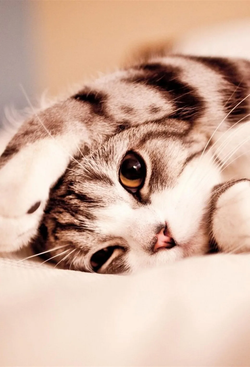 Cute Grey and Black Kitten Wallpaper