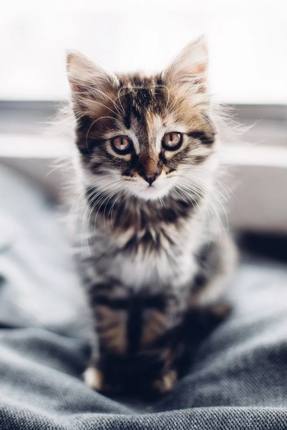 Cute Kittens That Will Make You