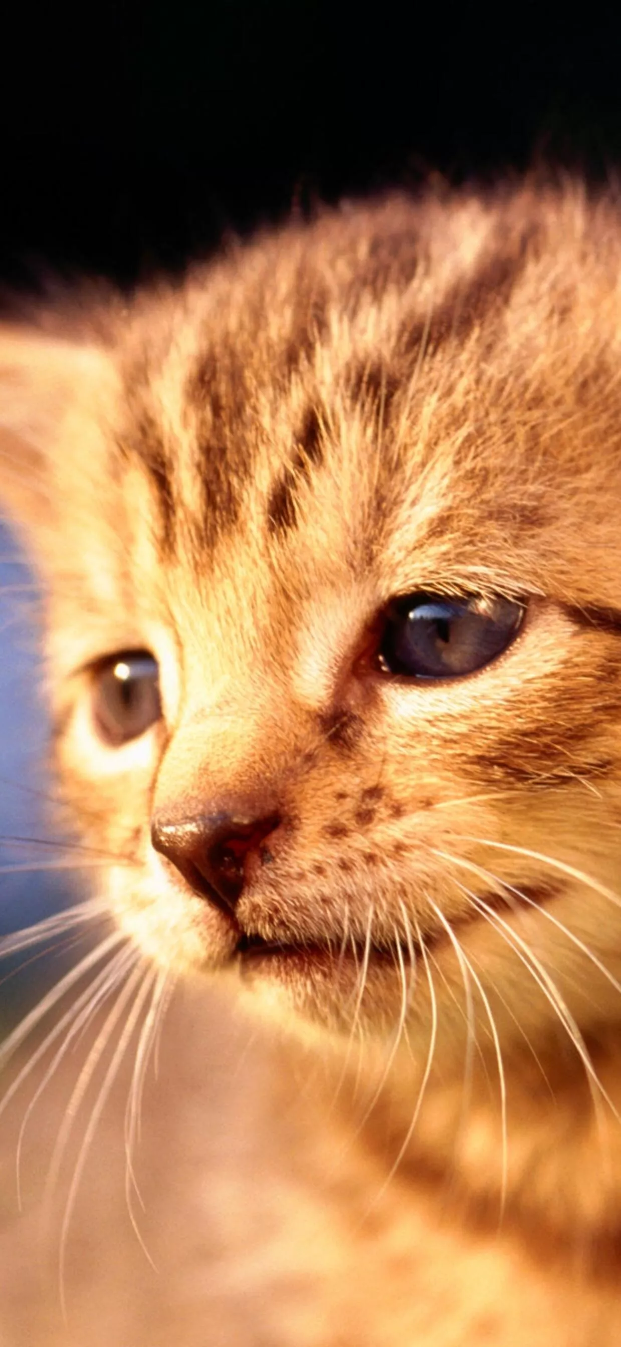 iPhone XS Max free photo