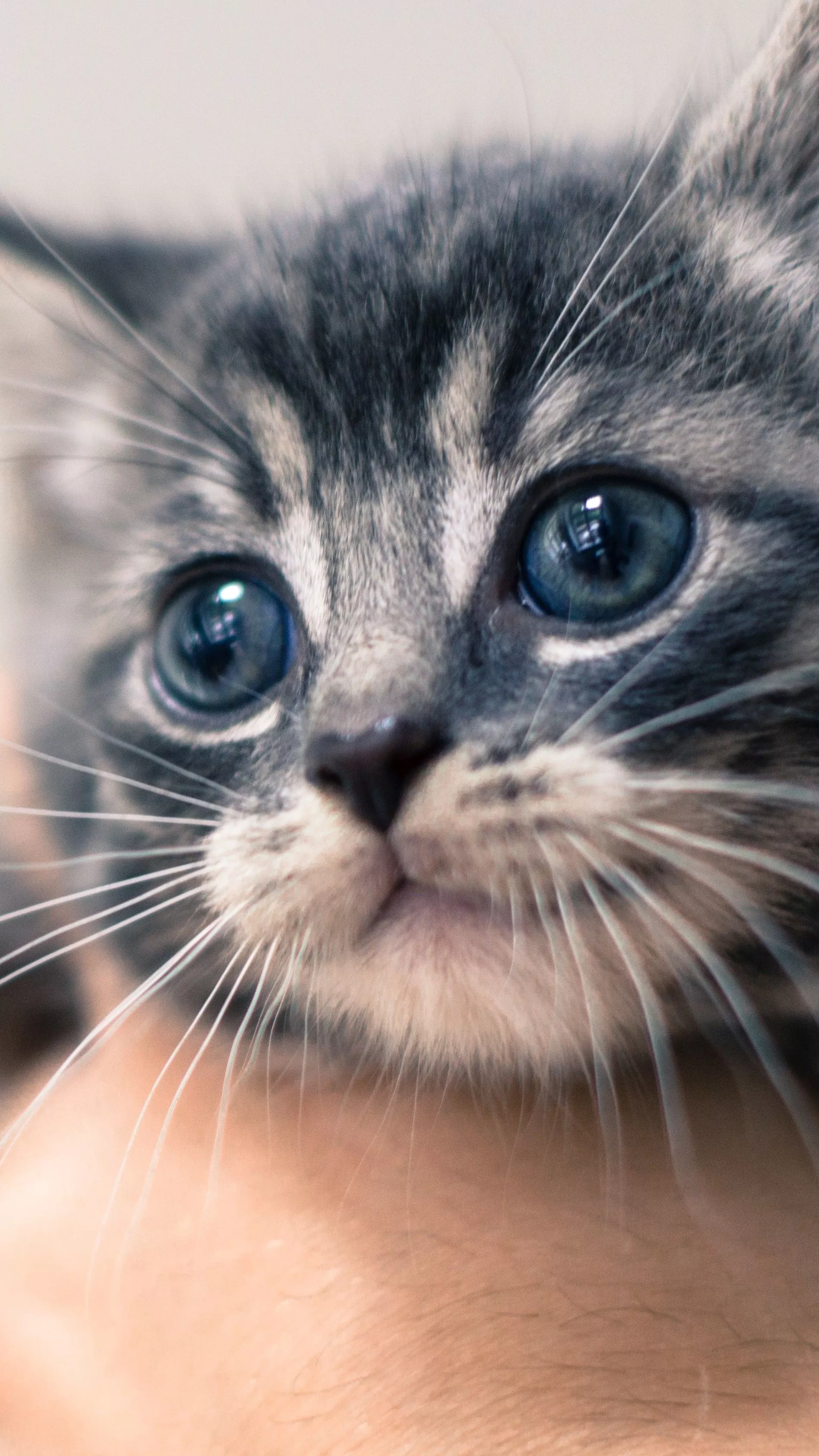 Important Milestones for Kitten. NexGard®