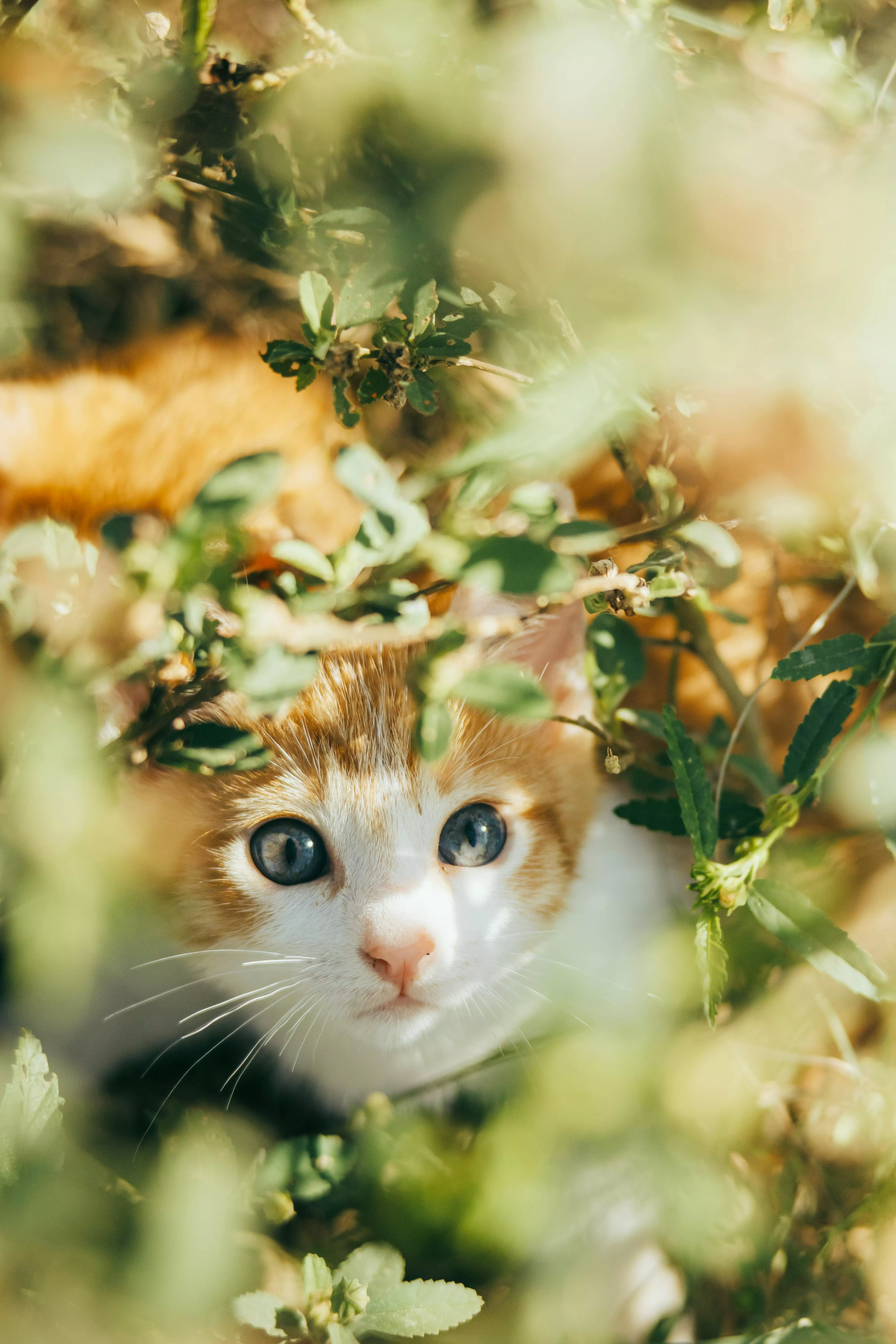 Cute Kitten among Leaves, Looking up
