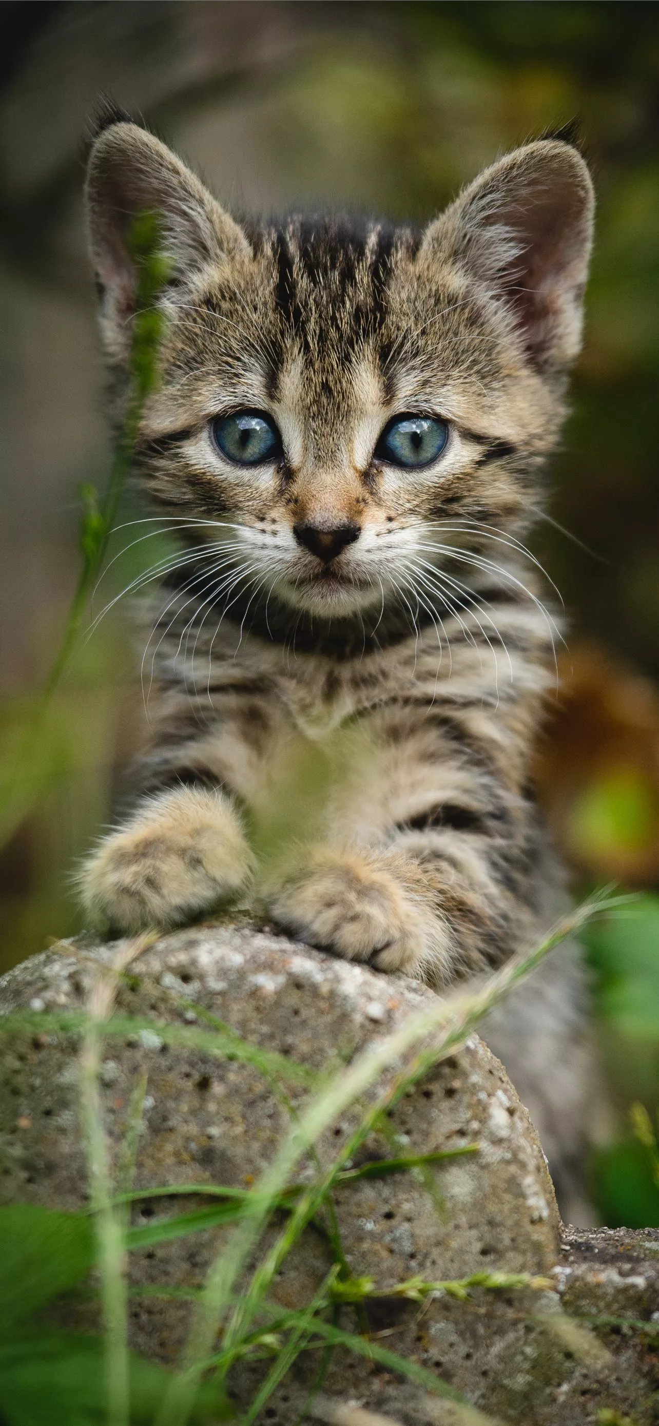 Cats iPhone HD Wallpaper