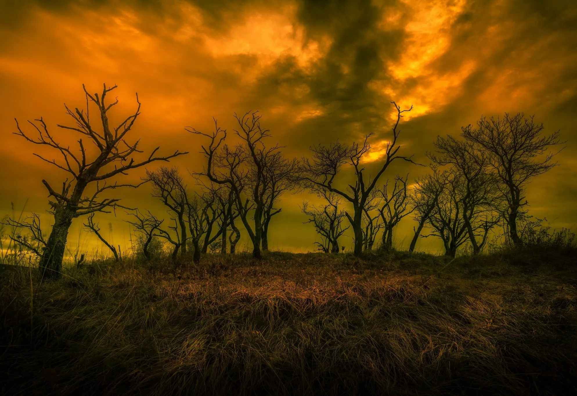 Dark Sky And Scary Trees Wallpaper, HD