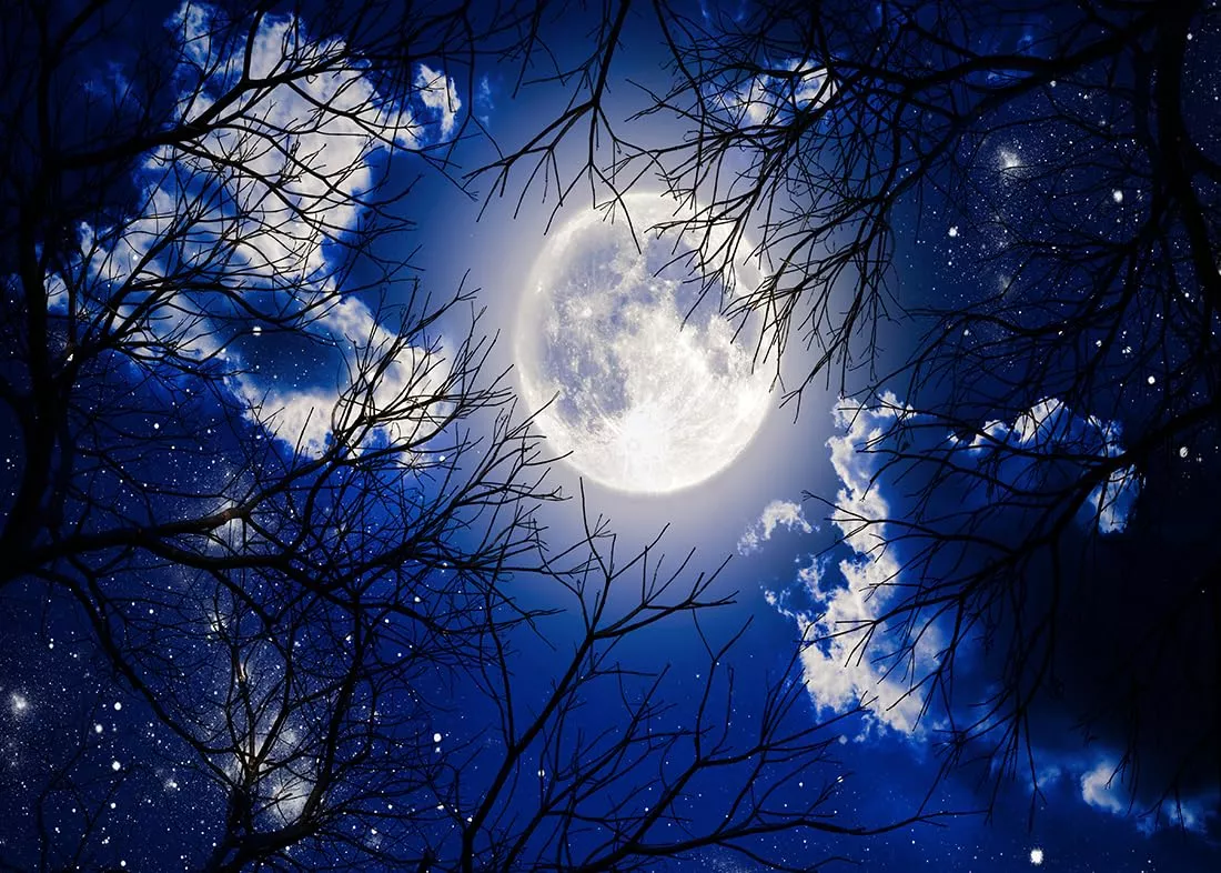 BELECO 12x10ft Fabric Gloomy Forest